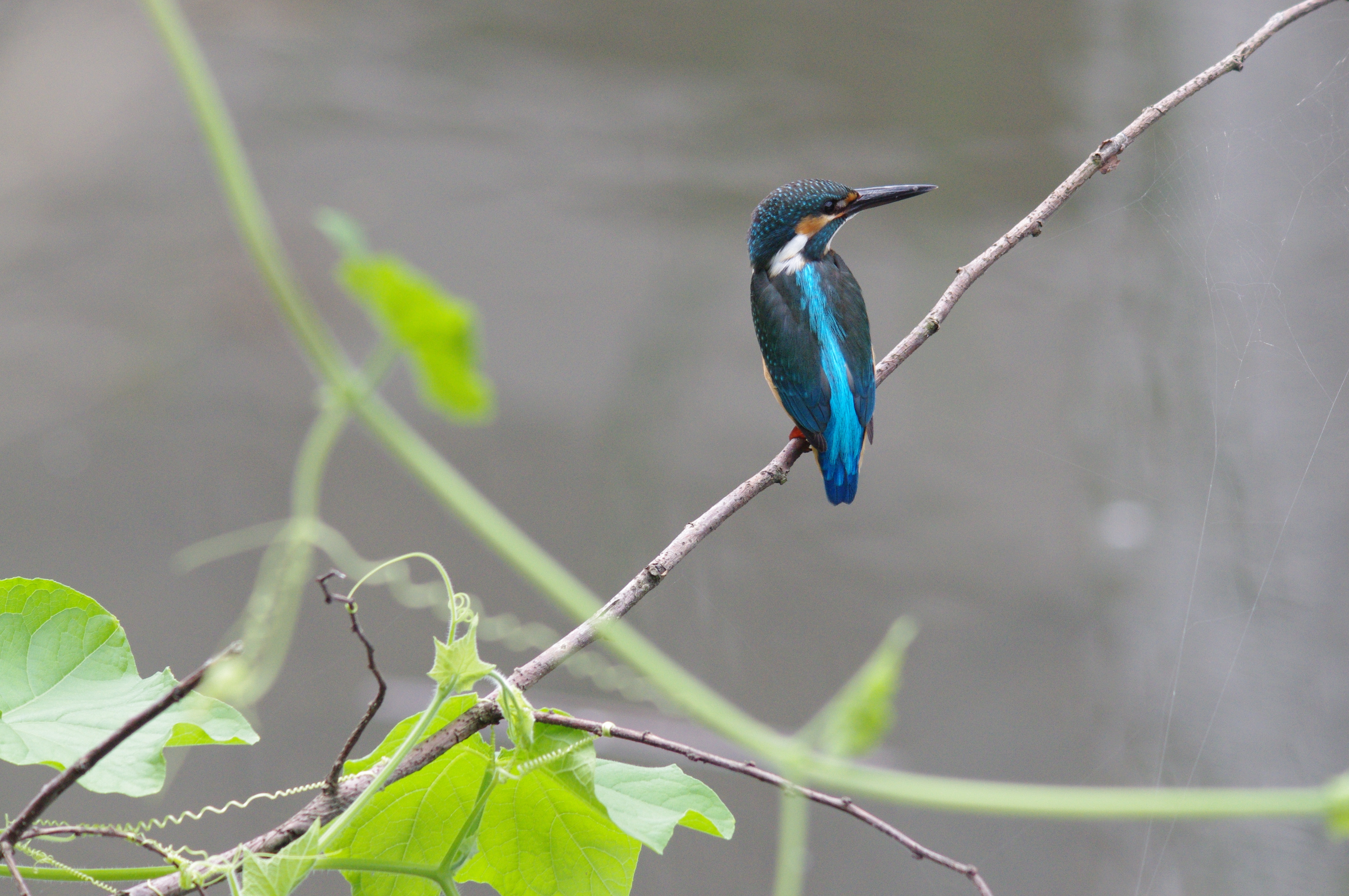 <b>K-x / 4,288×2,848 / 1/500秒 / F9.5 / +0.3EV / ISO1600 / シャッター速度優先AE / WB:オート</b>