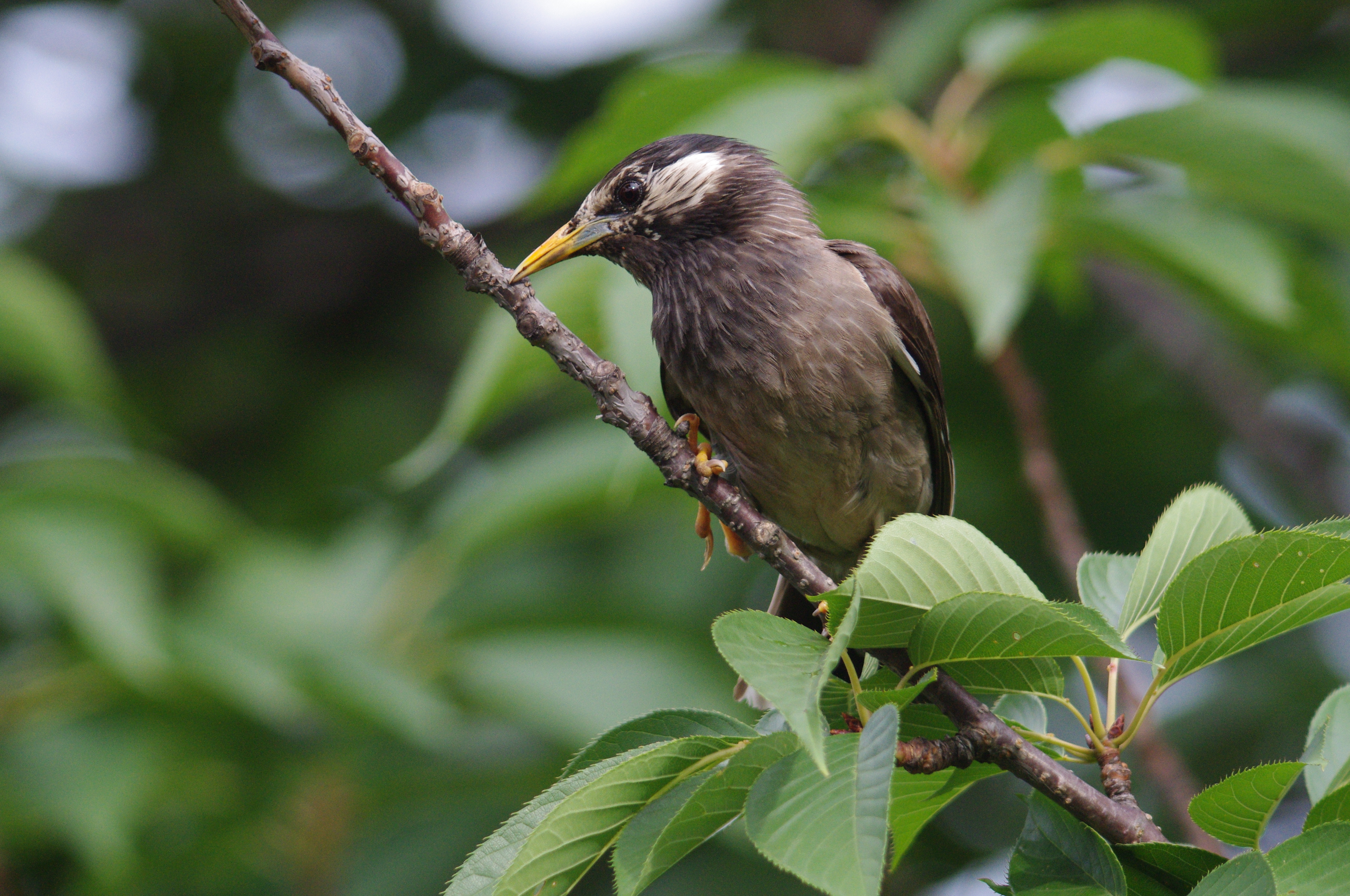 <b>K-x / 4,288×2,848 / 1/640秒 / F6.7 / 0EV / ISO1600 / シャッター速度優先AE / WB:オート</b>