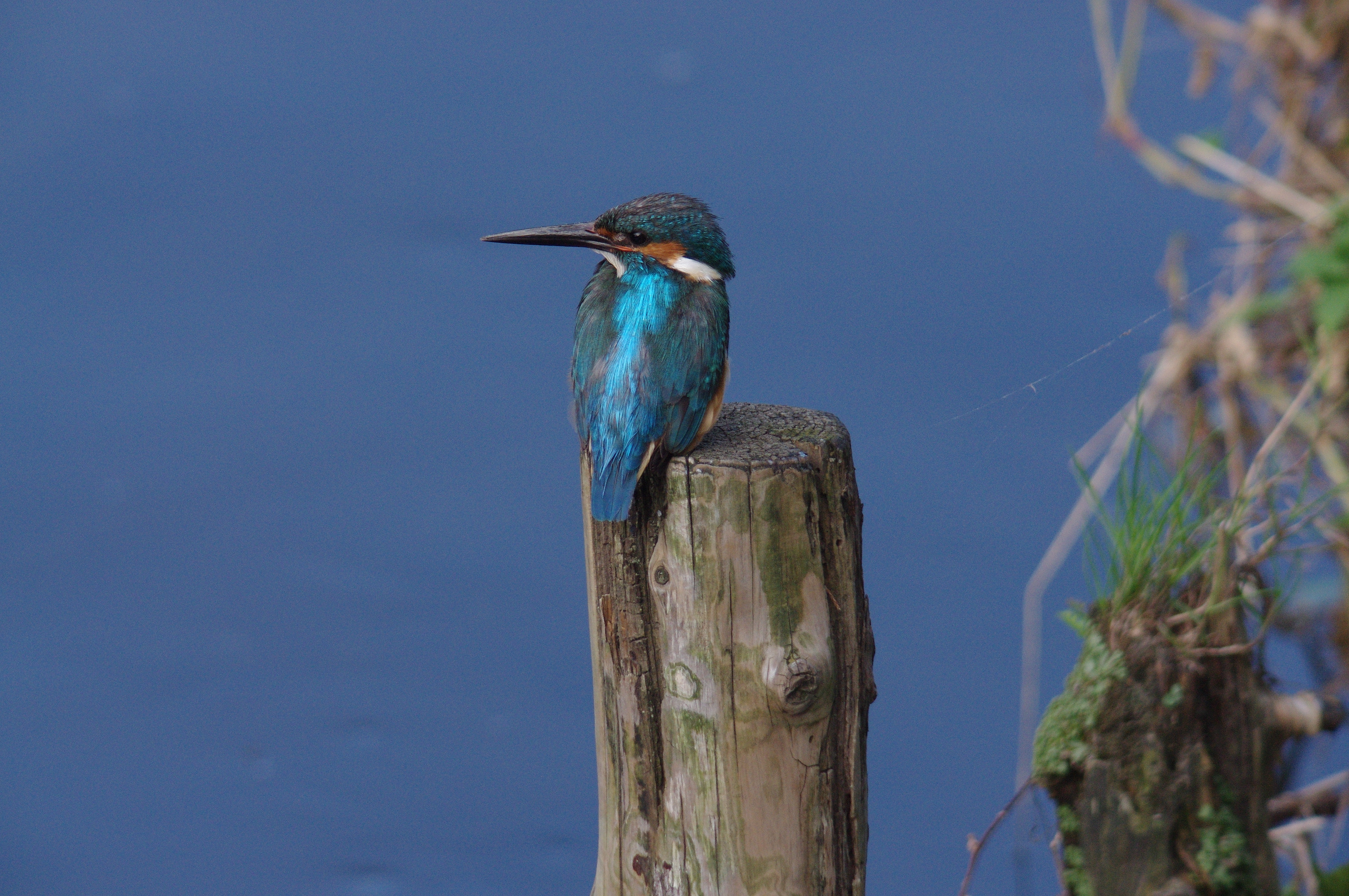 <b>K-x / 4,288×2,848 / 1/320秒 / F9.5 / 0EV / ISO1250 / シャッター速度優先AE / WB:太陽光</b>