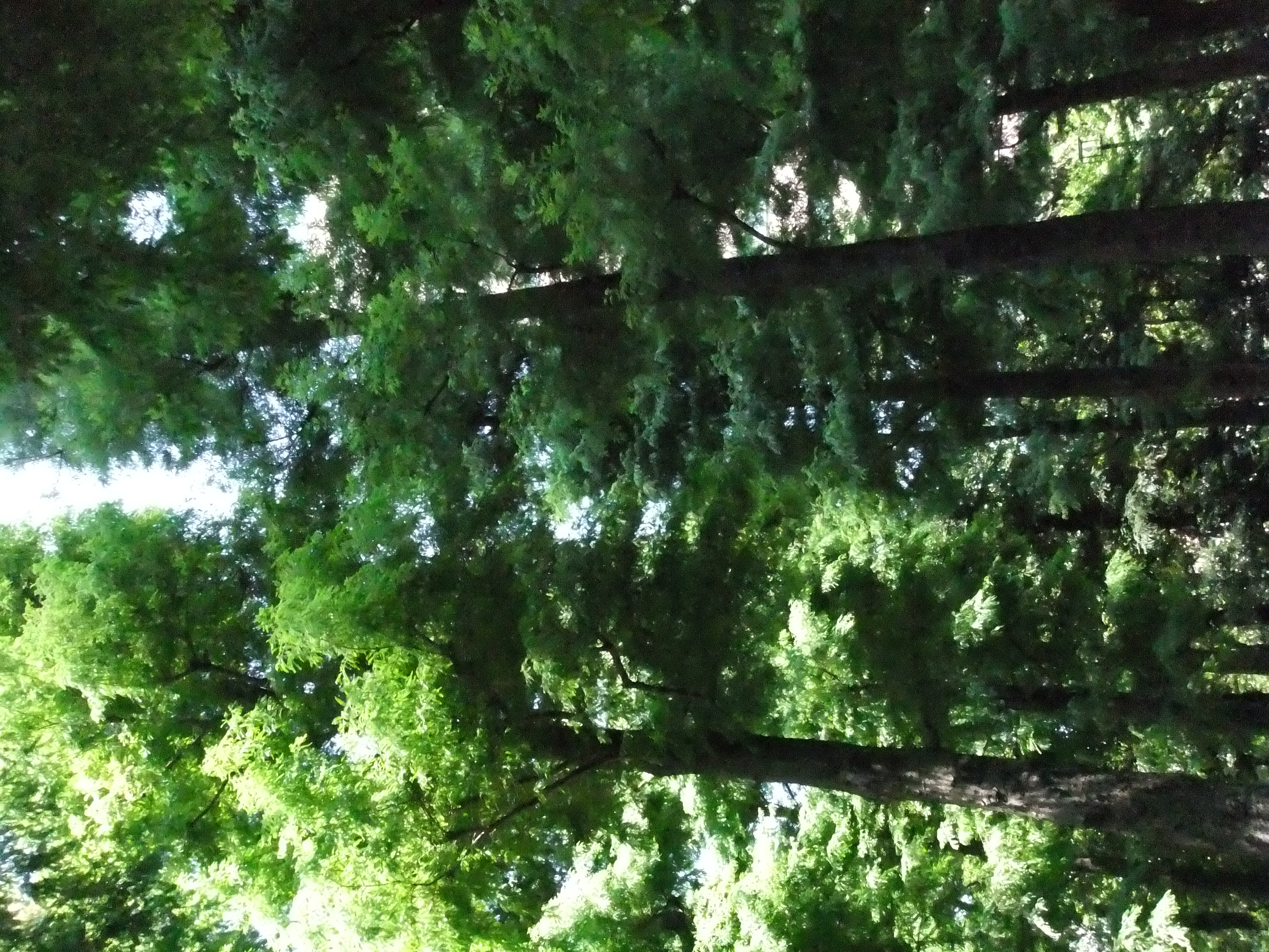 <b>ISO1600<br>FinePix Z800EXR / 4,000×3,000 / 1/220秒 / F6.4 / -0.7EV / WB:オート / 6.4mm（35mm相当）</b>