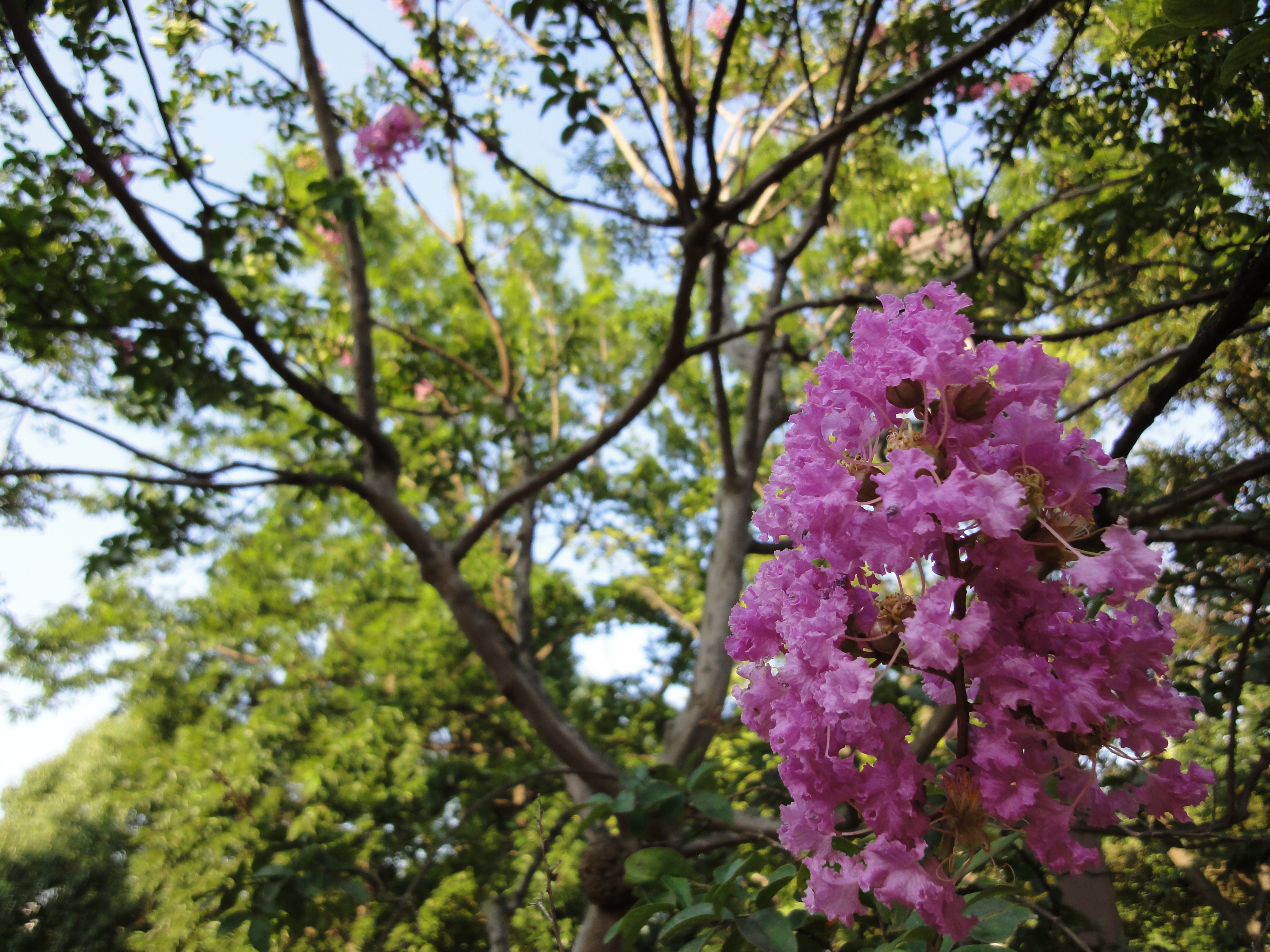 <b>DSC-WX5 / 約4.8MB / 4,000×3,000 / 1/400秒 / F2.4 / 0EV / ISO125 / WB:オート / 4.2mm</b>