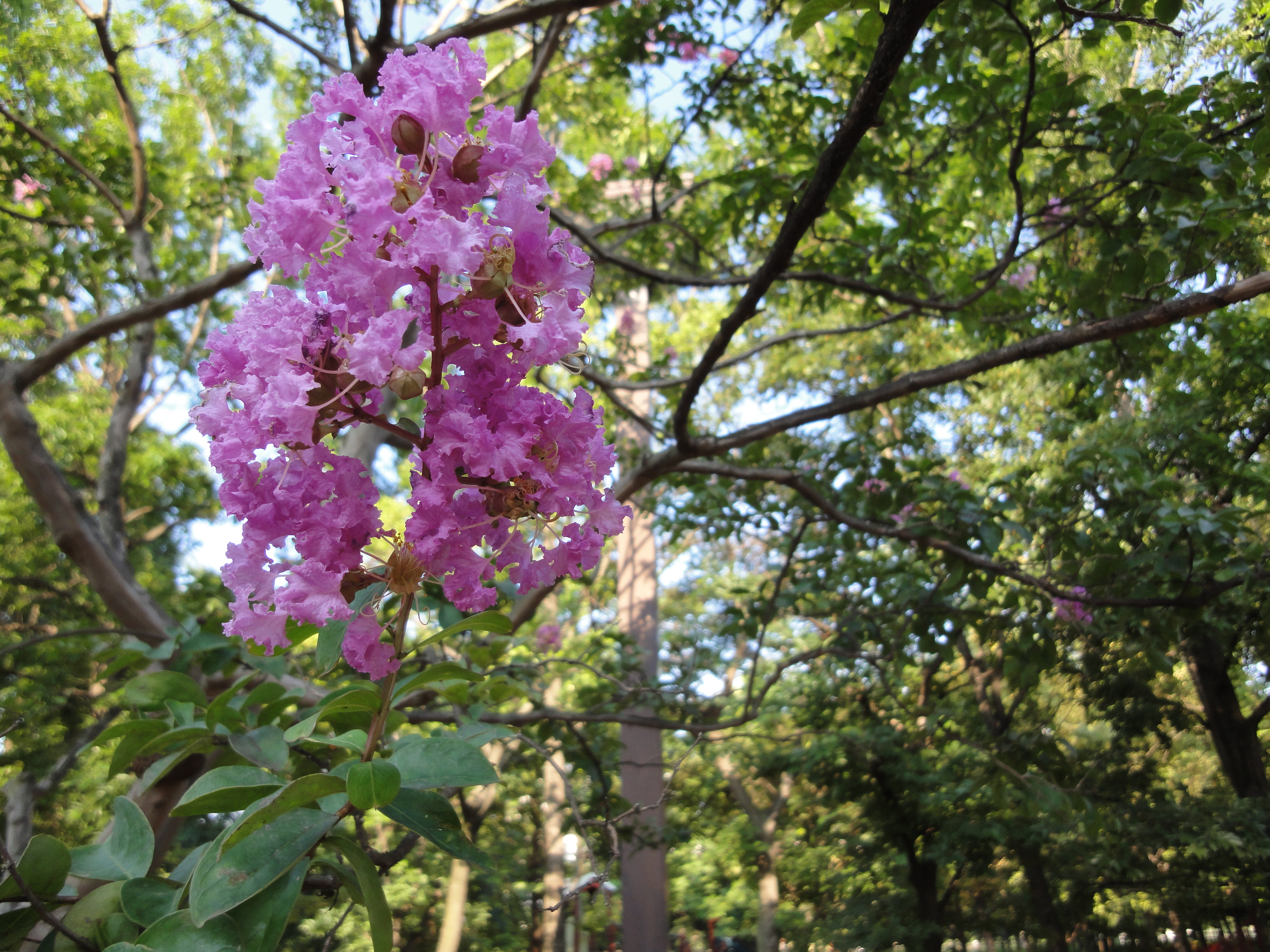 <b>DSC-WX5 / 約5.0MB / 4,000×3,000 / 1/250秒 / F2.4 / 0EV / ISO125 / WB:オート / 4.2mm</b>