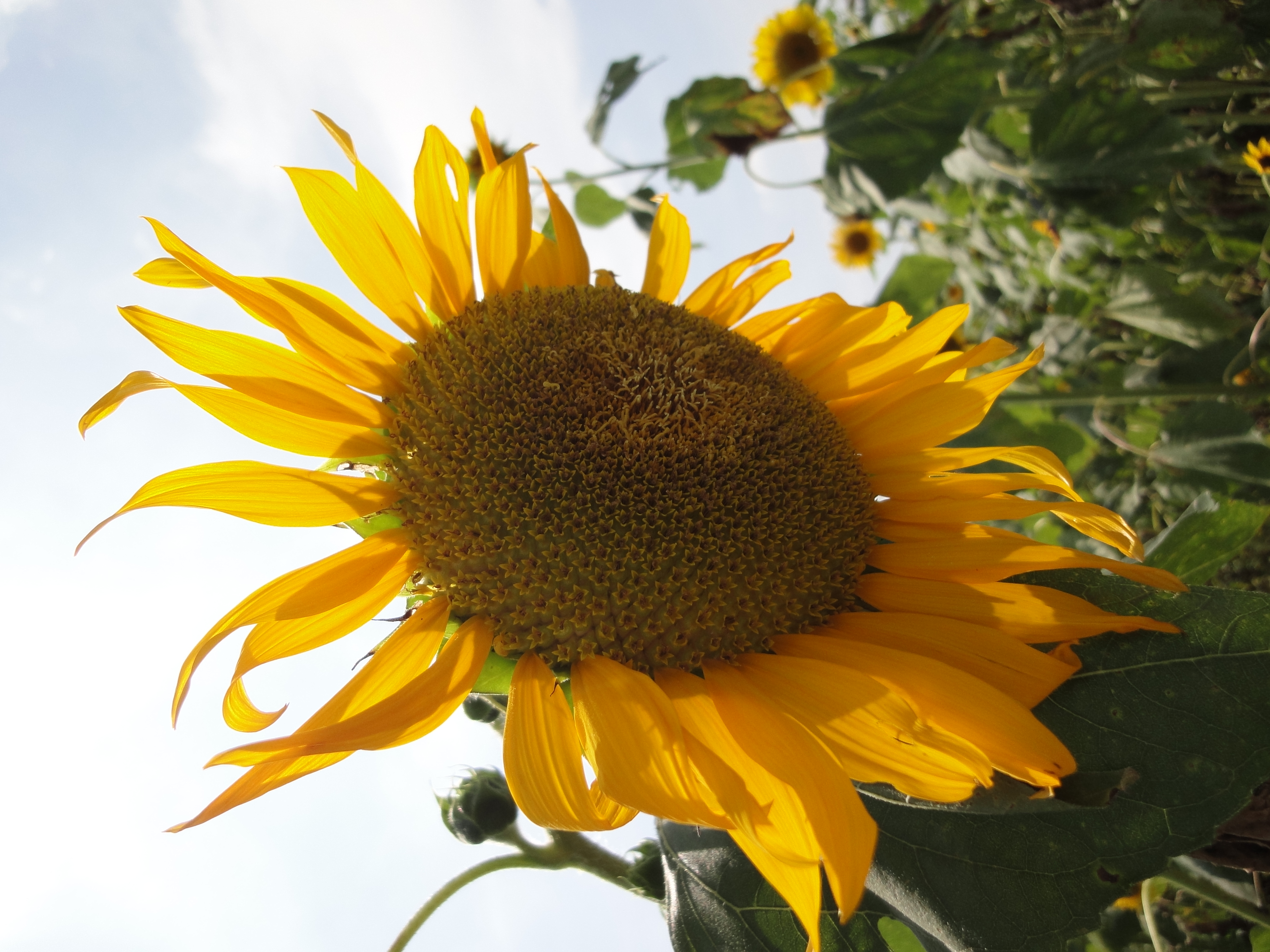 <b>DSC-WX5 / 約4.3MB / 3,000×4,000 / 1/400秒 / F7.1 / 0EV / ISO125 / WB:オート / 4.2mm</b>