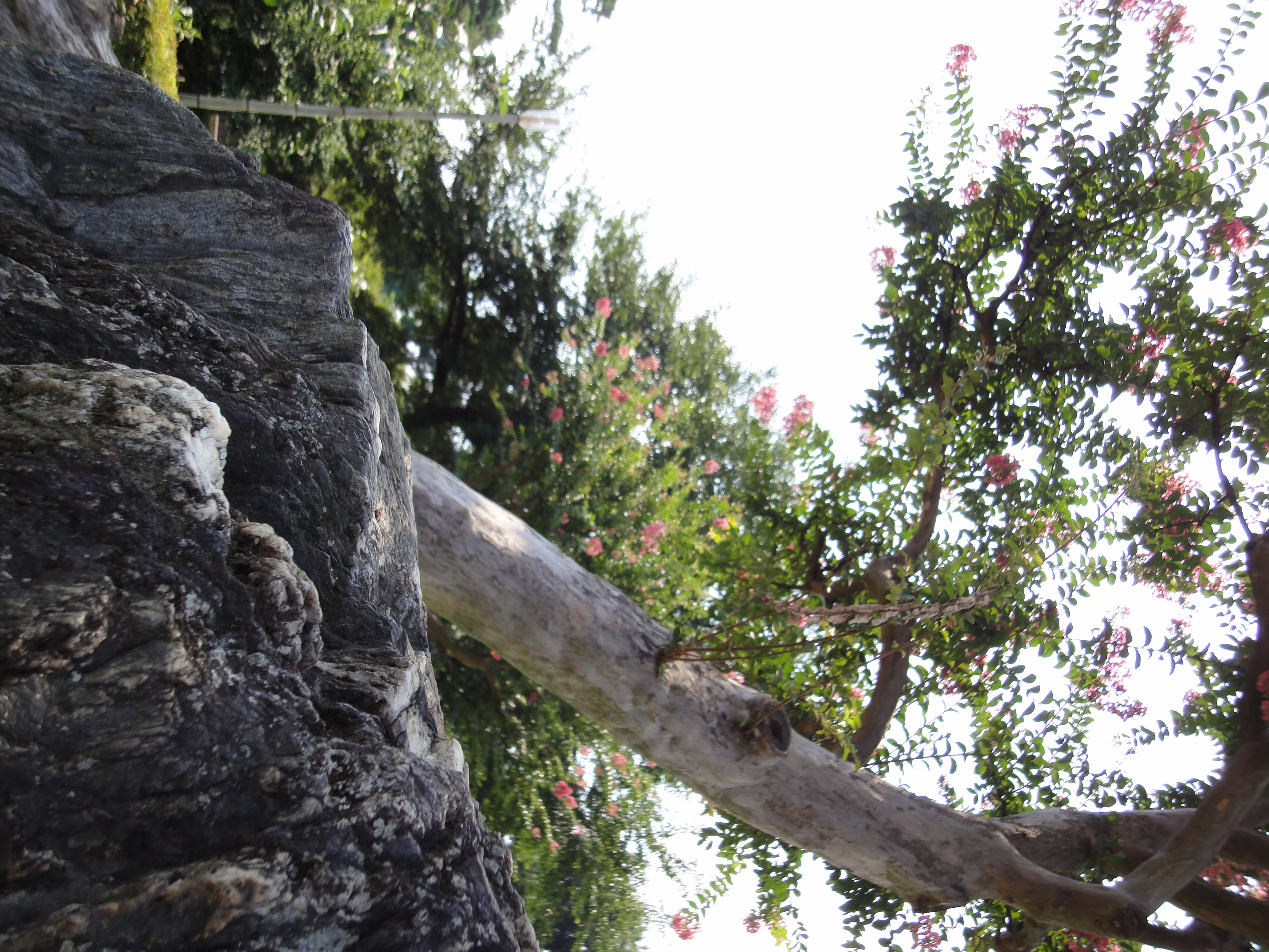 <b>DSC-WX5 / 約4.8MB / 3,000×4,000 / 1/100秒 / F7.1 / 0EV / ISO125 / WB:オート / 5.1mm</b>