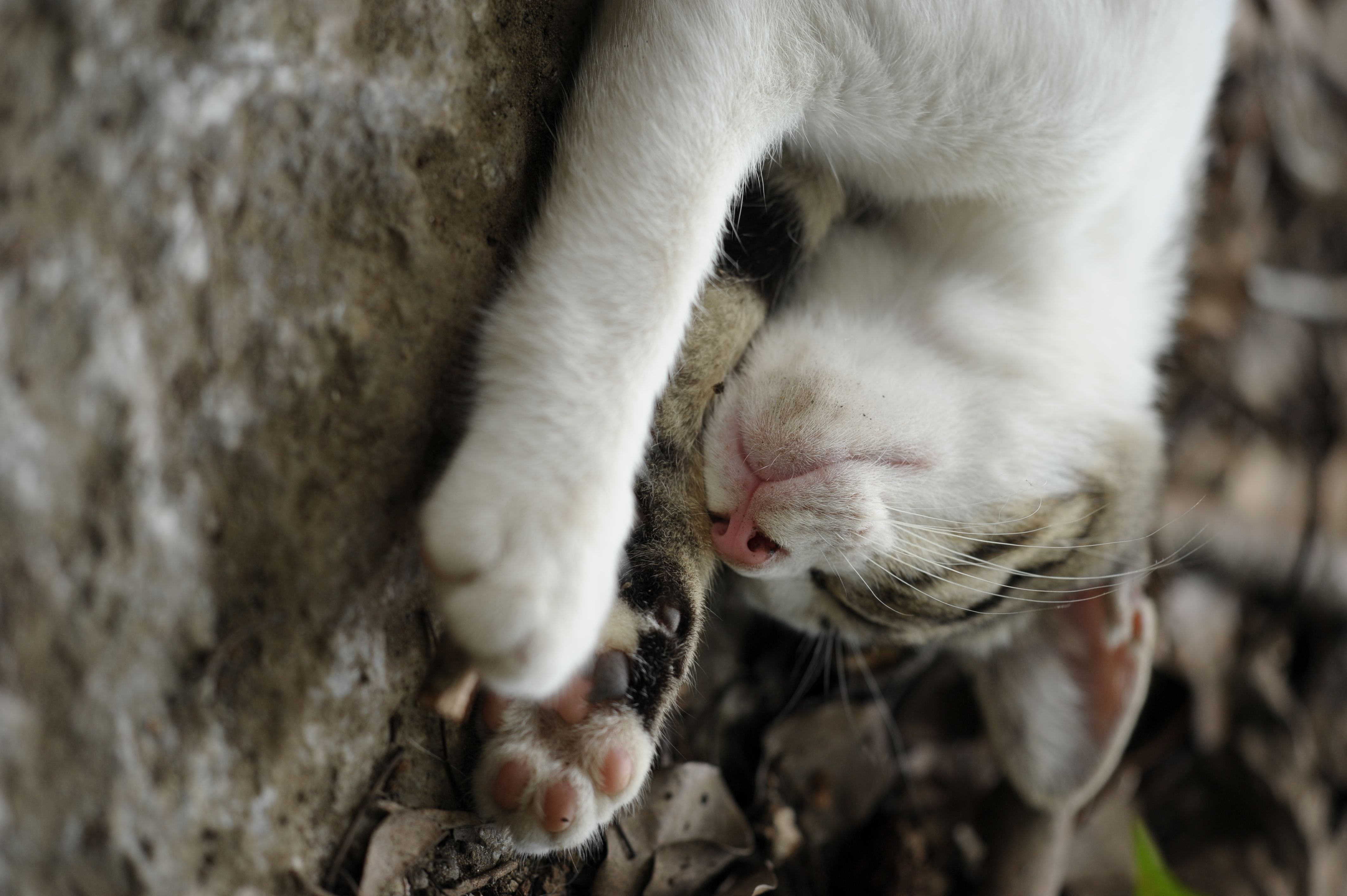 <b>久しぶりに感度自動制御をオン。低速限界設定は1/160秒。重さにはめげそうになりながらも、手ブレの心配はほぼ解消である<br>D700 / APO Macro 150mm F2.8 EX DG HSM / 4,256×2,832 / 1/160秒 / F4 / 0EV / ISO320 / WB:晴天</b>