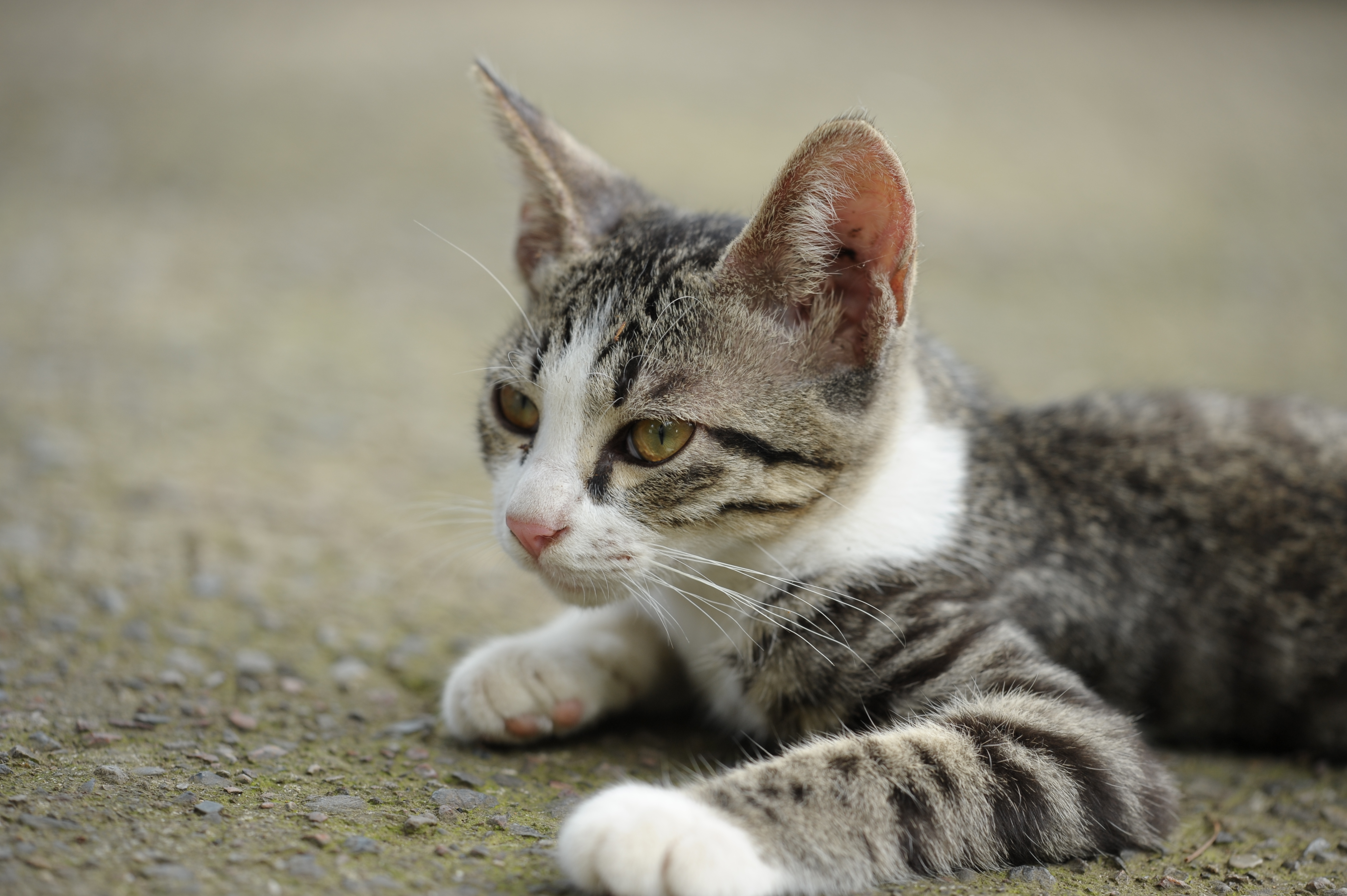 <b>けっこうゴミが付いてることも多い。おでこに枯れ葉のかけららしいのや耳にクモの糸がくっついたりとか<br>D700 / APO Macro 150mm F2.8 EX DG HSM / 4,256×2,832 / 1/160秒 / F4 / 0.3EV / ISO250 / WB:晴天</b>