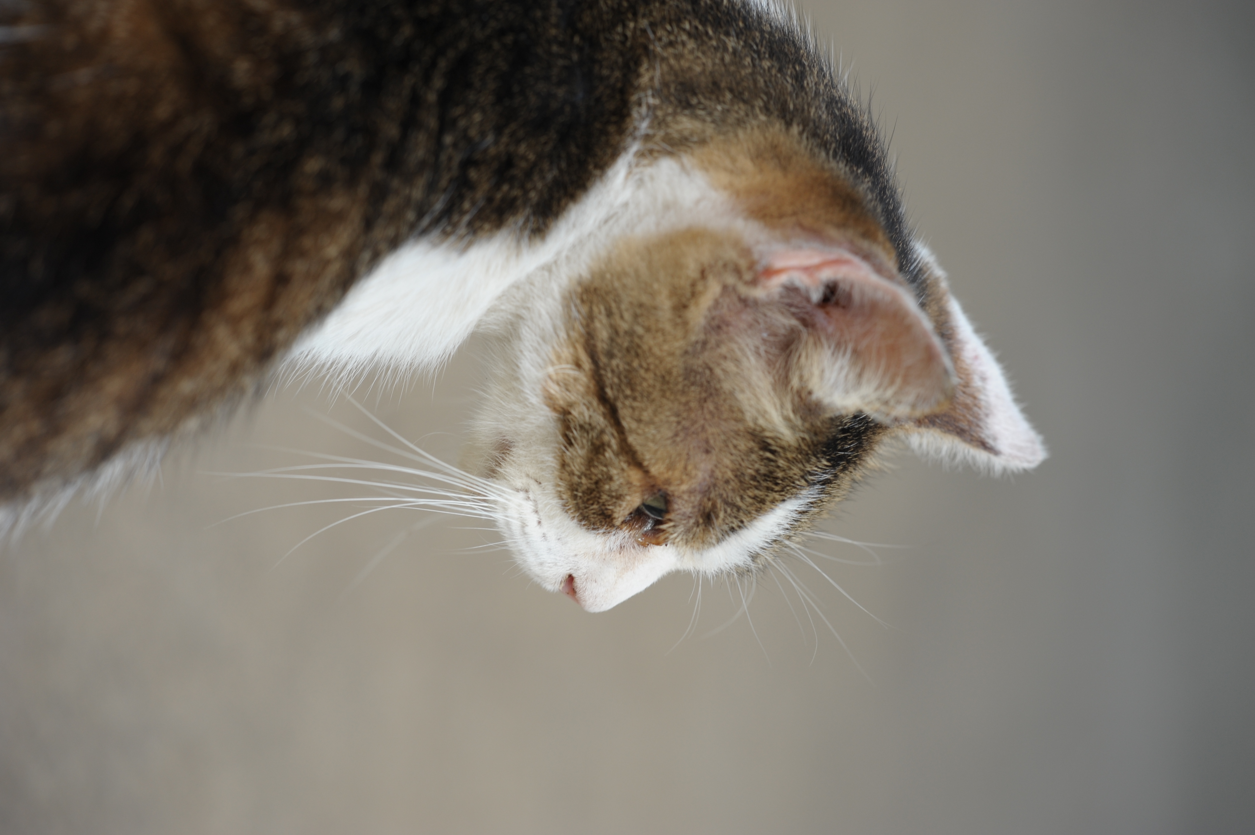 <b>ここのネコたちはかなり人慣れしているけれど、それでもやはり警戒心は強い。目はよそを向いていても、耳はこっちをとらえている<br>D700 / APO Macro 150mm F2.8 EX DG HSM / 4,256×2,832 / 1/160秒 / F5.6 / 0EV / ISO450 / WB:晴天</b>