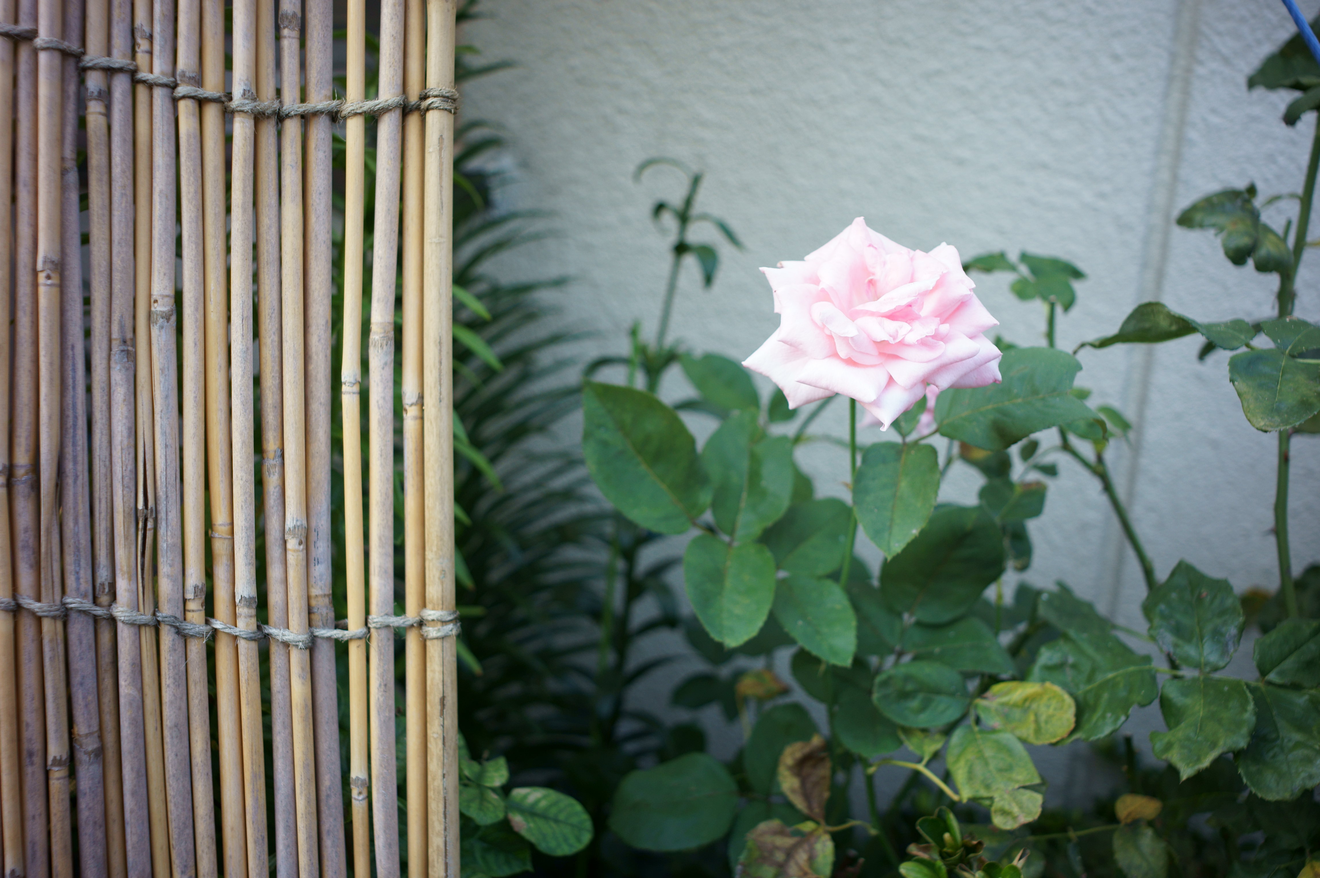 <b>NEX-5 / Gビオゴン T* 21mm F2.8 / 4,592×3,056 / 1/200秒 / F2.8 / 0EV / ISO200 / WB:オート / 21mm</b>