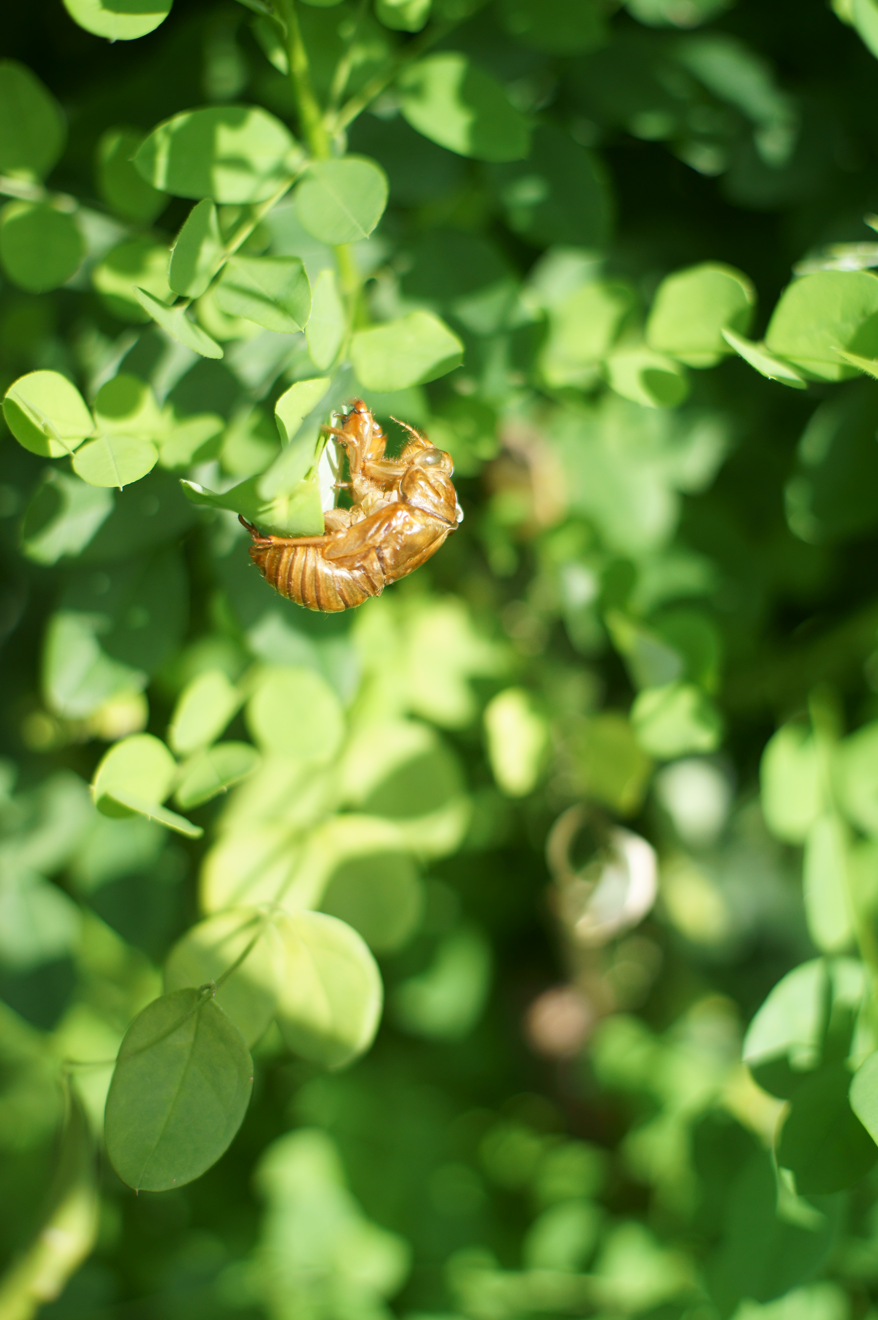 <b>NEX-5 / Gズイコー オートS 40mm F1.4 / 4,592×3,056 / 1/1,600秒 / F2 / 0EV / ISO200 / WB:オート / 40mm</b>
