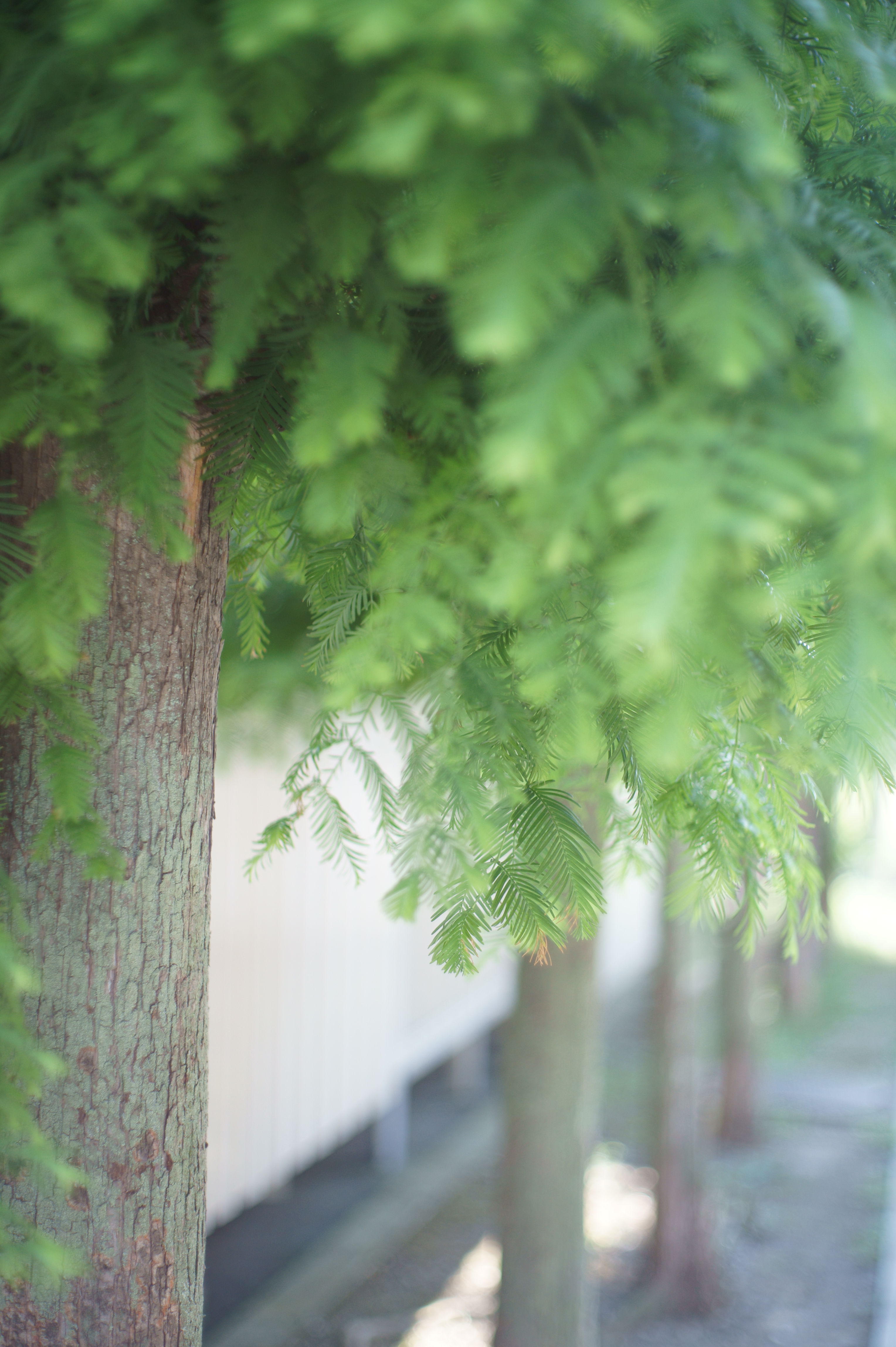 <b>NEX-5 / Gズイコー オートS 40mm F1.4 / 4,592×3,056 / 1/320秒 / F1.4 / 0EV / ISO200 / WB:オート / 40mm</b>