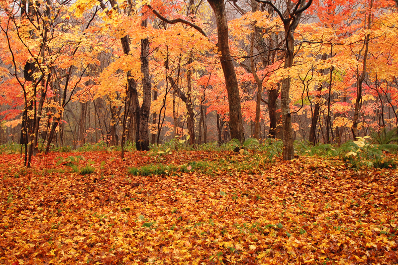 <b>撮影イメージ（提供：奥入瀬渓流ホテル）</b>