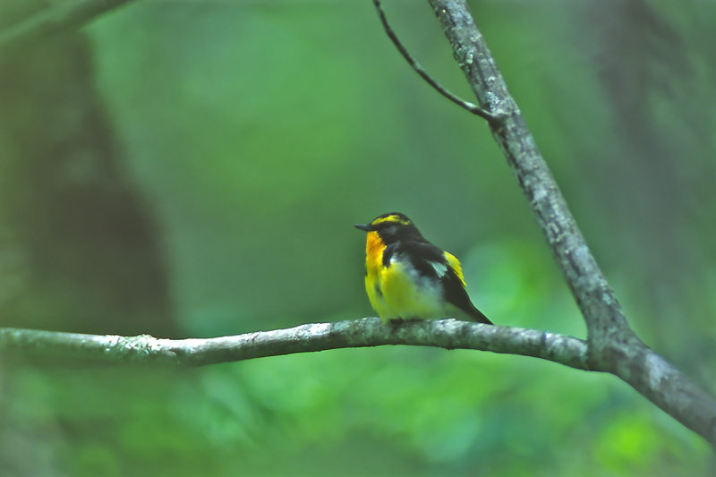 <b>撮影イメージ（提供：奥入瀬渓流ホテル）</b>