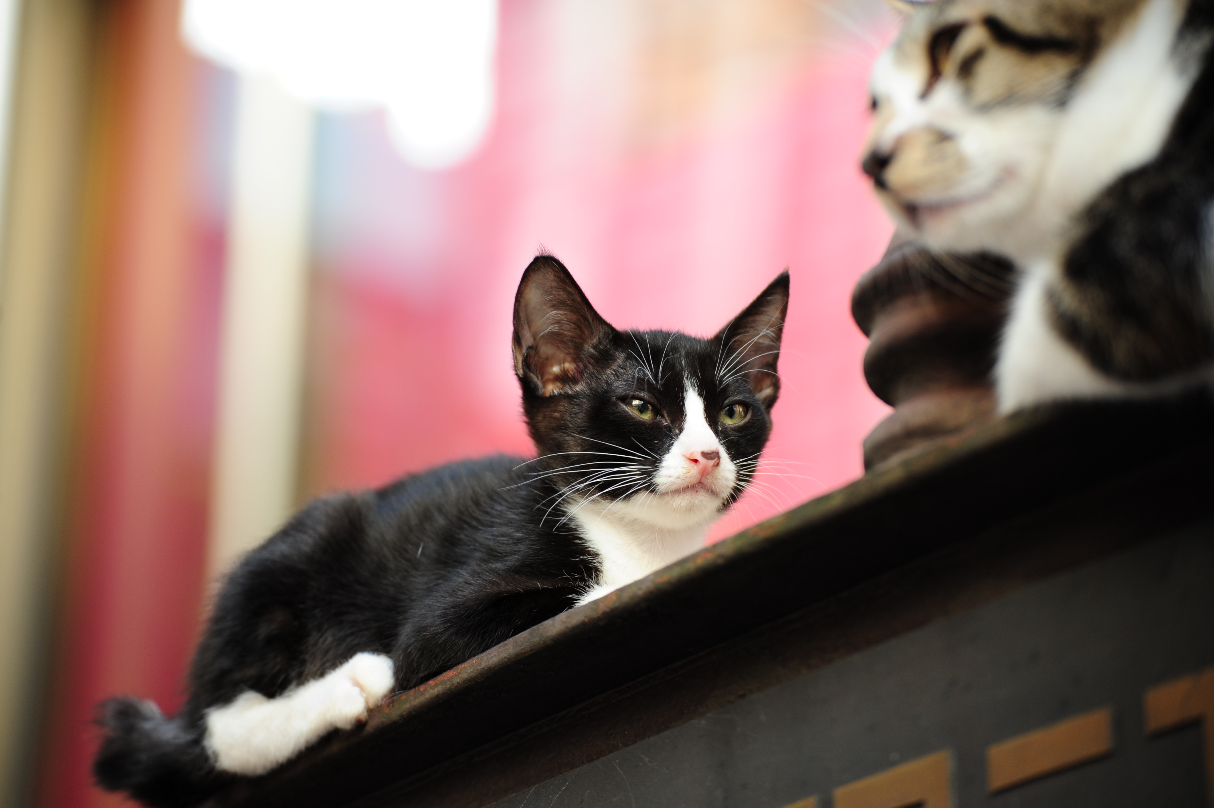 <b>D700 / SP 70-300mm F4-5.6 Di VC USD / 4,256×2,832 / 1/40秒 / F4.2 / -0.7EV / ISO400 / 絞り優先AE / WB:晴天 / 116mm</b>