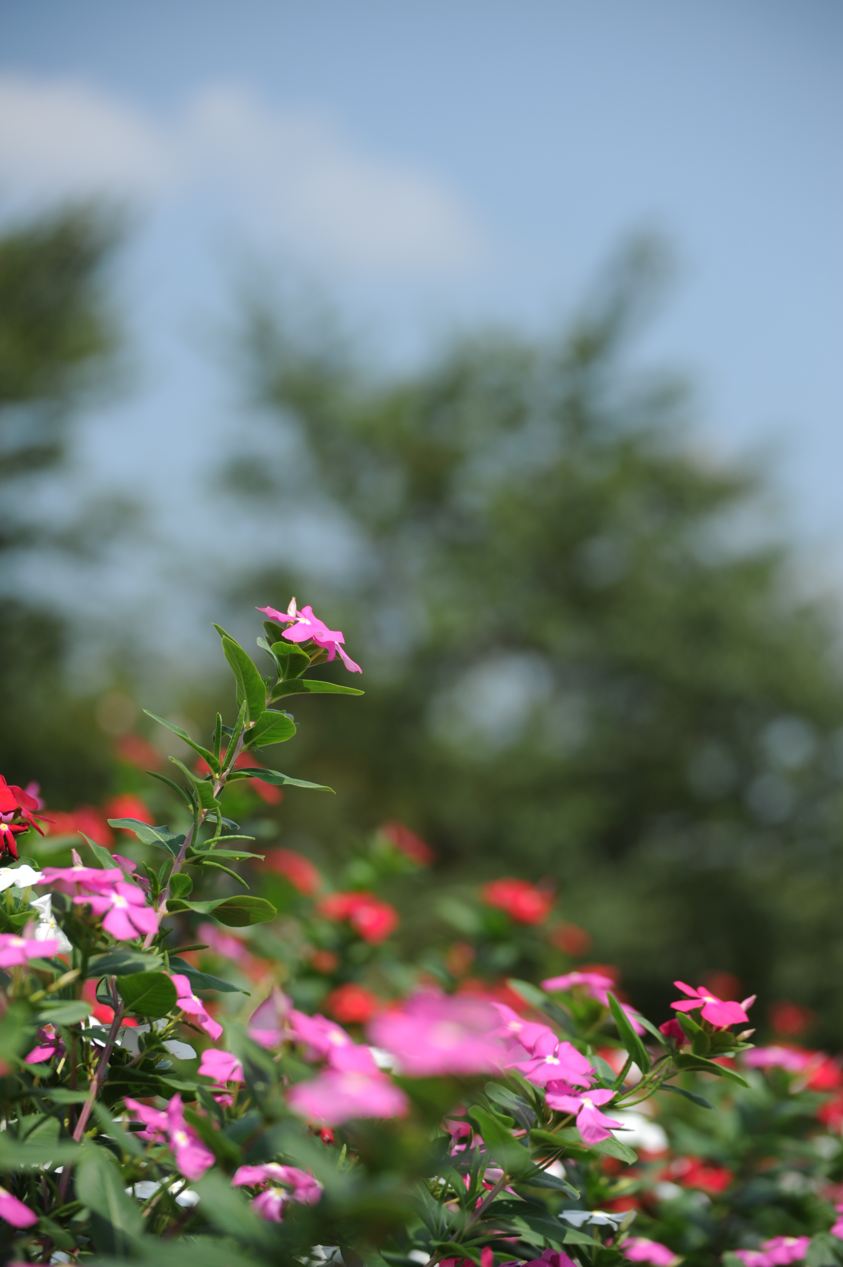 <b>D700 / SP 70-300mm F4-5.6 Di VC USD / 2,832×4,256 / 1/1,600秒 / F4.2 / -0.7EV / ISO200 / 絞り優先AE / WB:晴天 / 102mm</b>