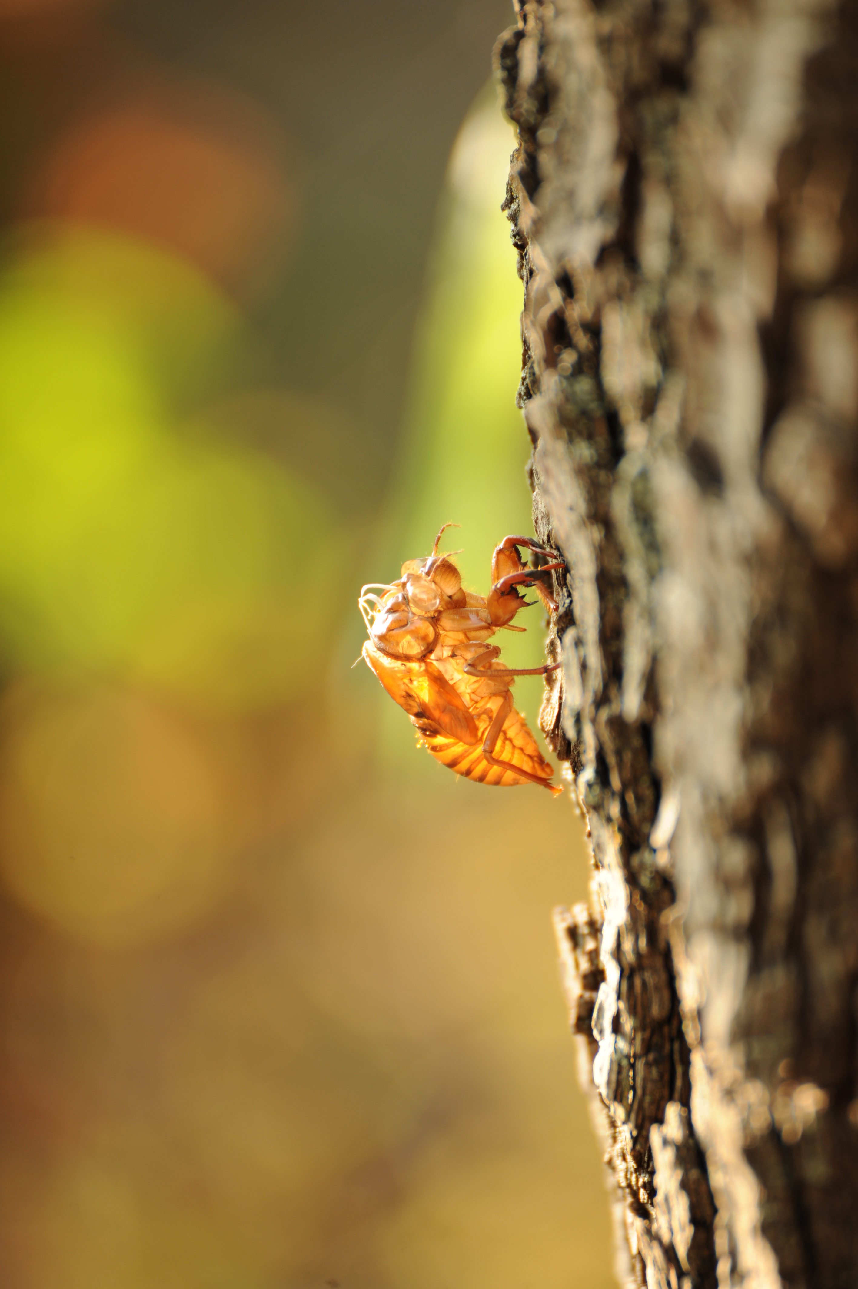 <b>D700 / SP 70-300mm F4-5.6 Di VC USD / 2,832×4,256 / 1/100秒 / F5.6 / +0.3EV / ISO400 / 絞り優先AE / WB:雲天 / 300mm</b>