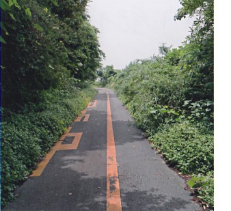 <b>(c)吉野正起</b>