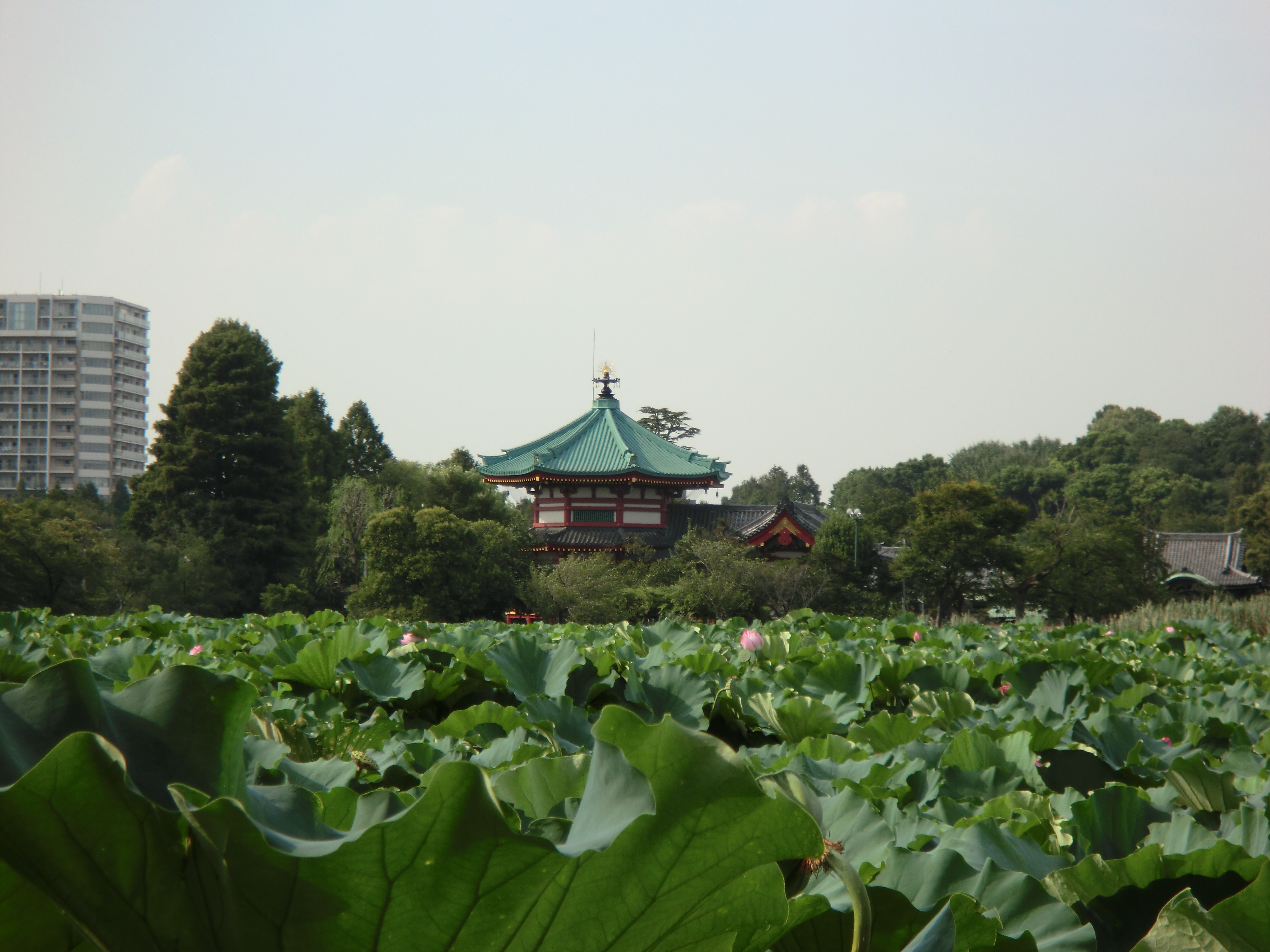 <b>望遠端<br>EXILIM CARD EX-S200 / 4,320×3,240 / 1/200秒 / F5.9 / 0EV / ISO50 / オート / WB:オート / 19.6mm</b>