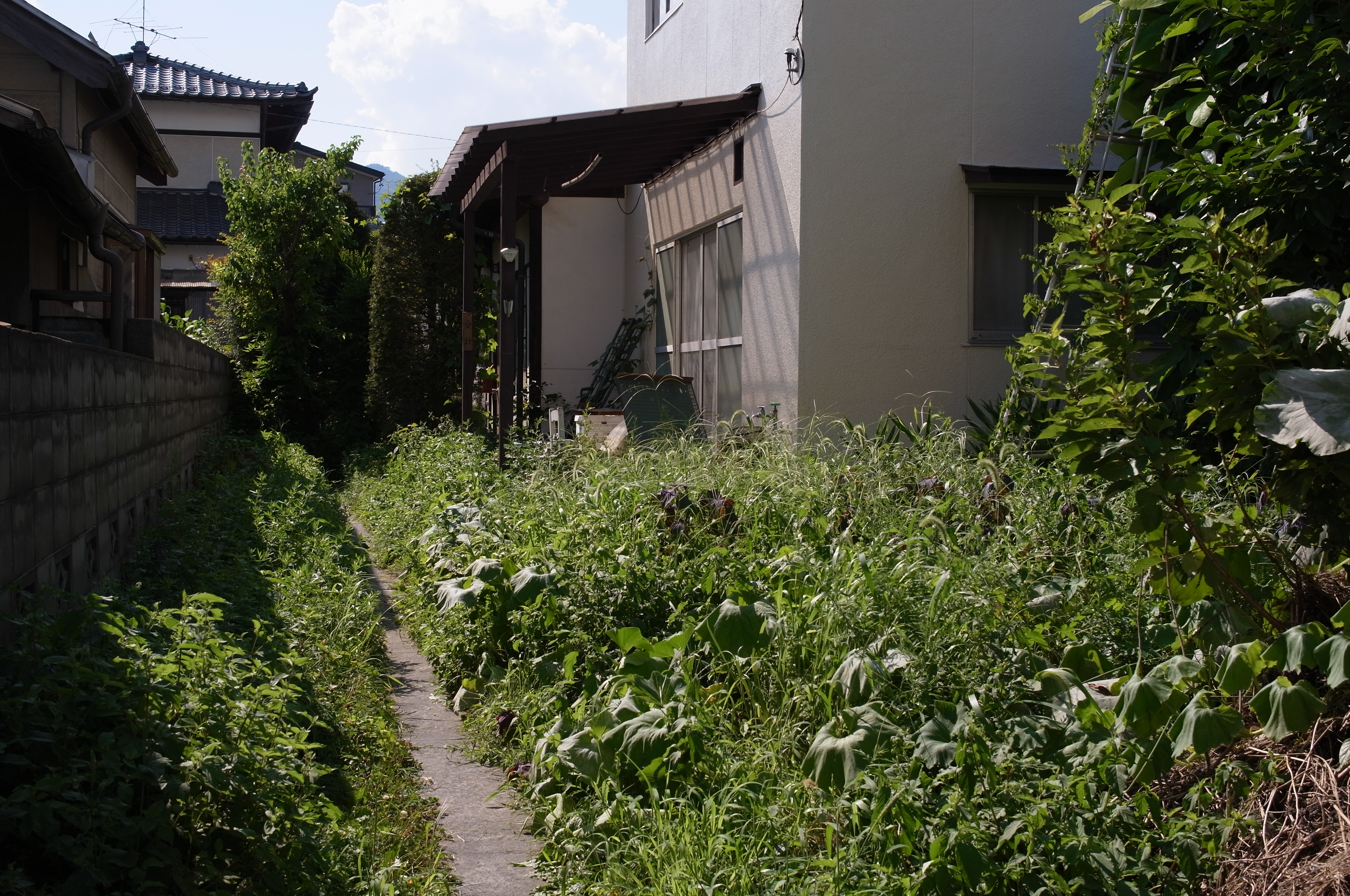 <b>GXR / GR LENS A12 50mm F2.5 Macro / 4,288×2,848 / 1/540秒 / F8 / -1EV / ISO200 / 絞り優先AE / WB:オート / 33mm</b>