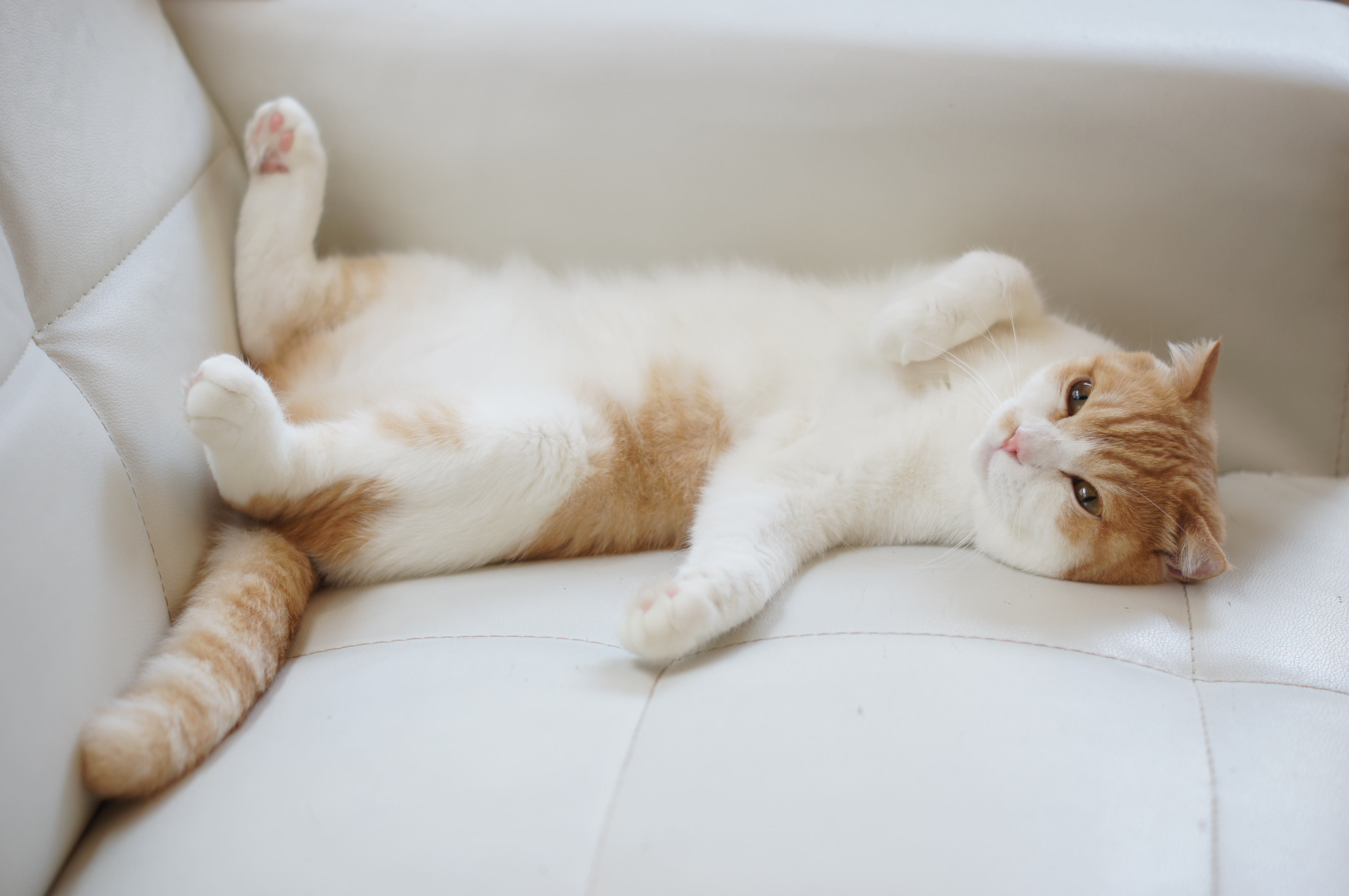 <b>α55 / DT 50mm F1.8 SAM / 4,912×3,264 / 1/80秒 / F2.5 / +0.7EV / ISO100 / 絞り優先AE / WB:オート / 50mm</b>