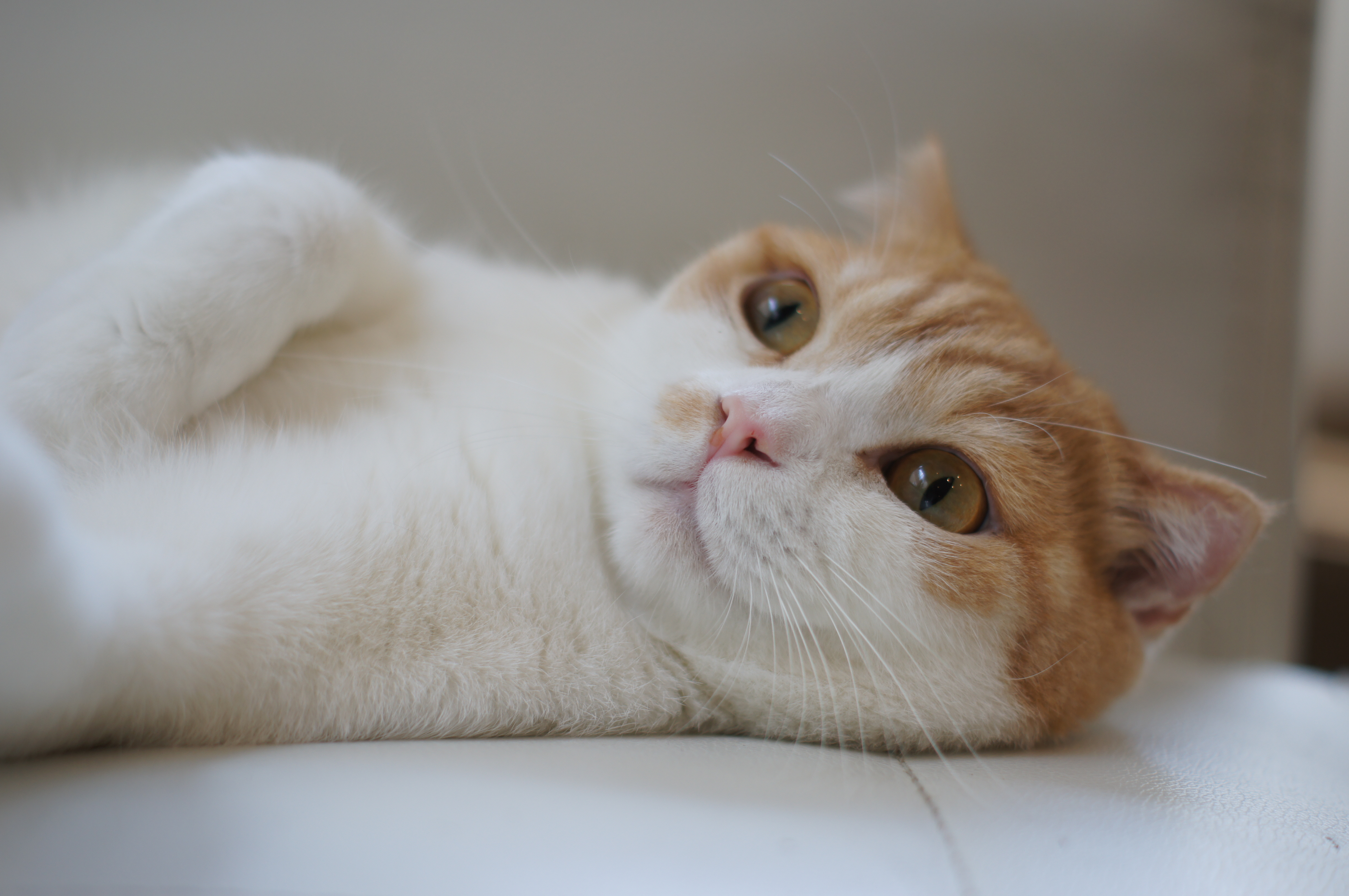 <b>α55 / DT 50mm F1.8 SAM / 4,912×3,264 / 1/100秒 / F2.2 / 0EV / ISO100 / プログラム / WB:オート / 50mm</b>