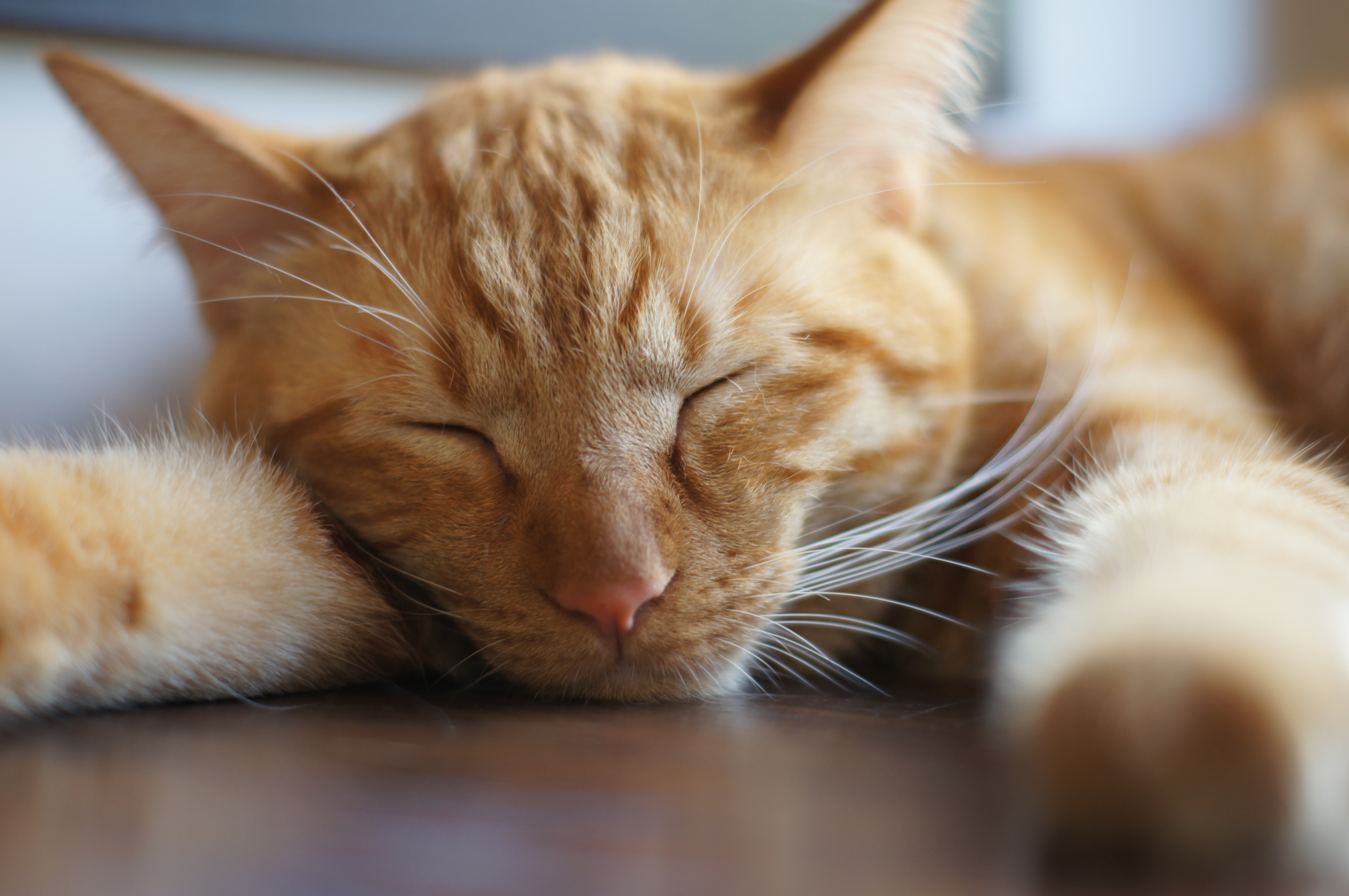 <b>α55 / DT 50mm F1.8 SAM / 4,912×3,264 / 1/80秒 / F2 / +0.3EV / ISO160 / プログラム / WB:オート / 50mm</b>