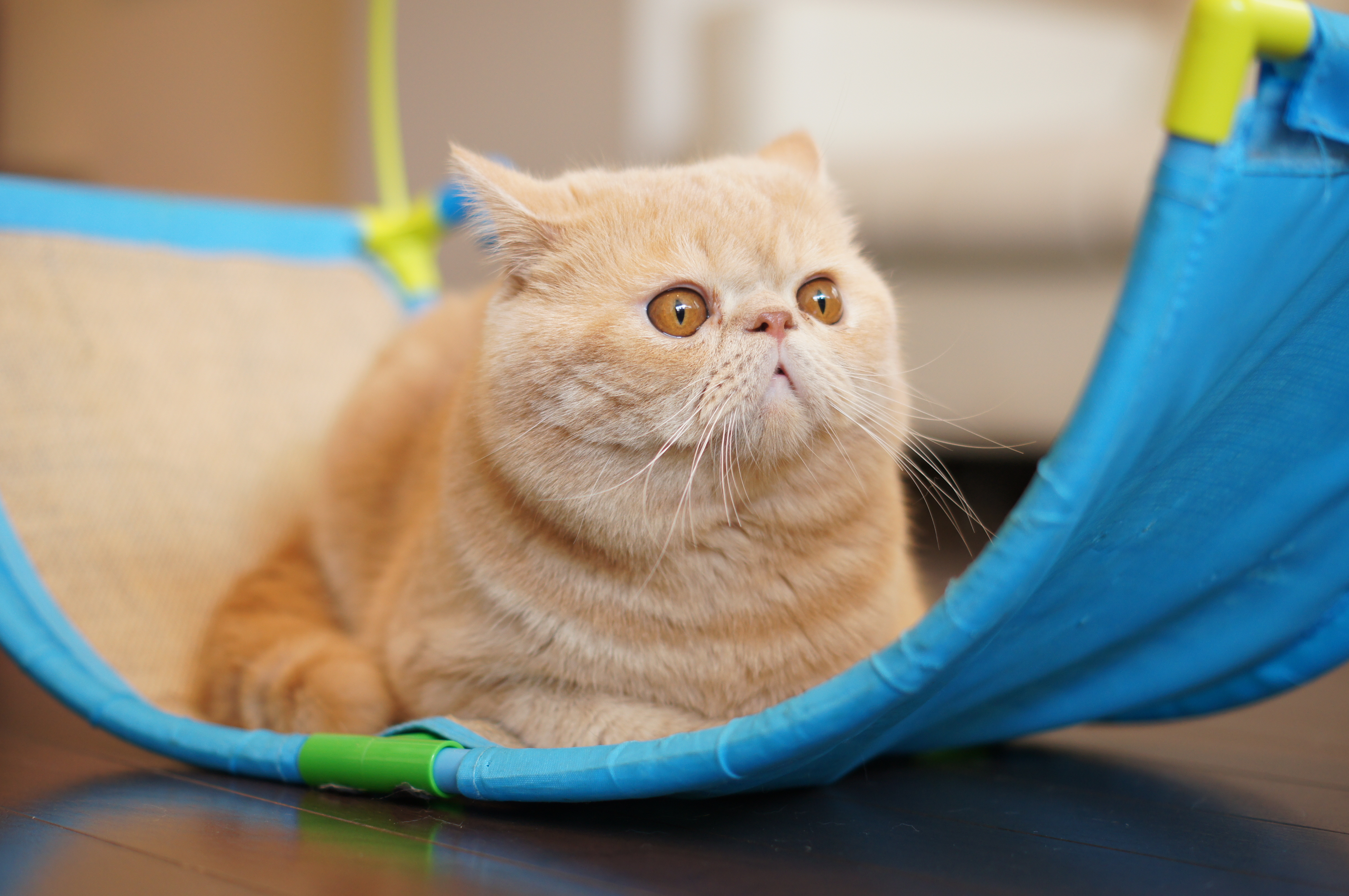 <b>α55 / DT 50mm F1.8 SAM / 4,912×3,264 / 1/80秒 / F2.5 / 0EV / ISO250 / 絞り優先AE / WB:オート / 50mm</b>