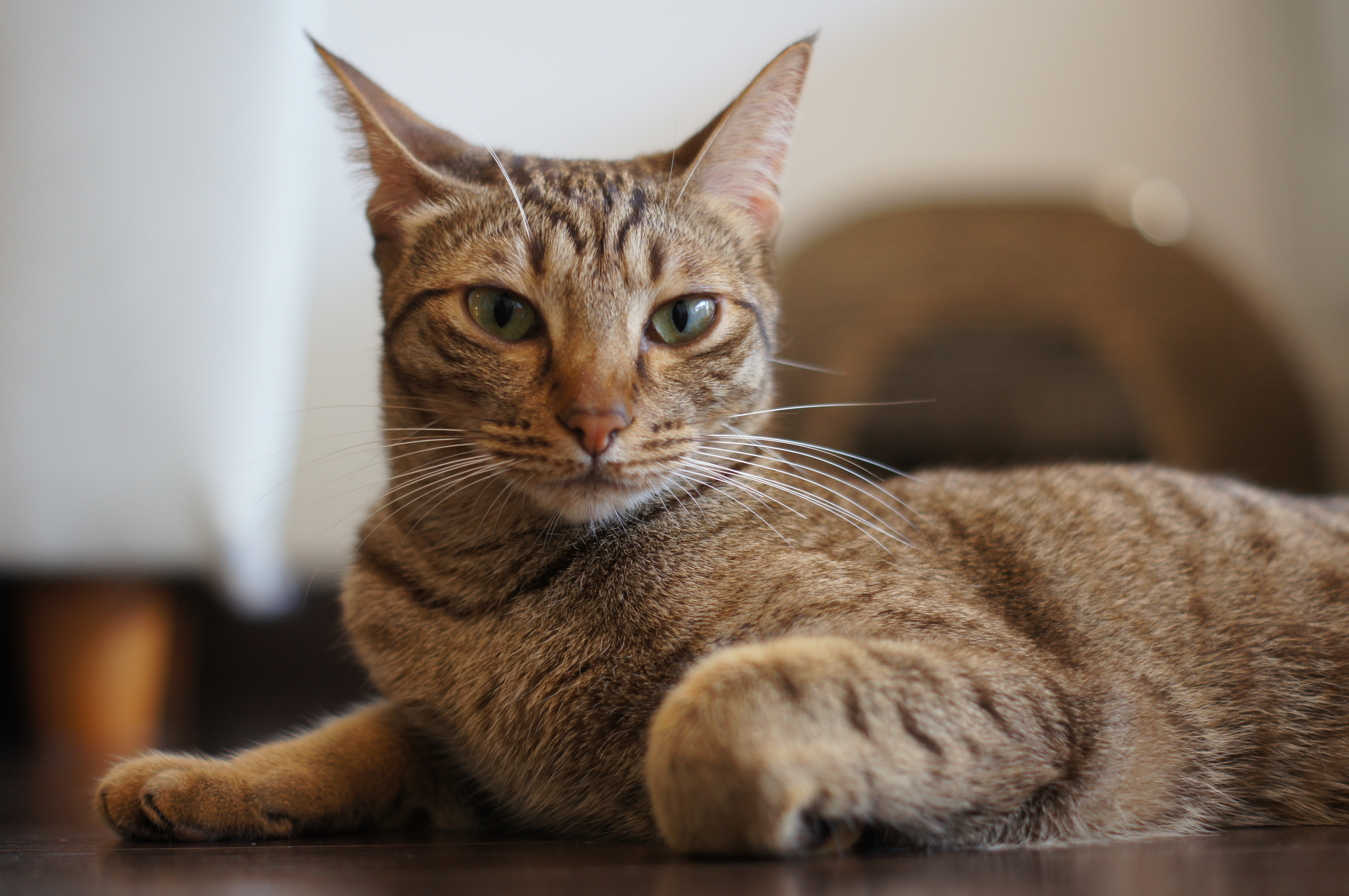 <b>α55 / DT 50mm F1.8 SAM / 4,912×3,264 / 1/80秒 / F2.2 / 0EV / ISO250 / 絞り優先AE / WB:オート / 50mm</b>