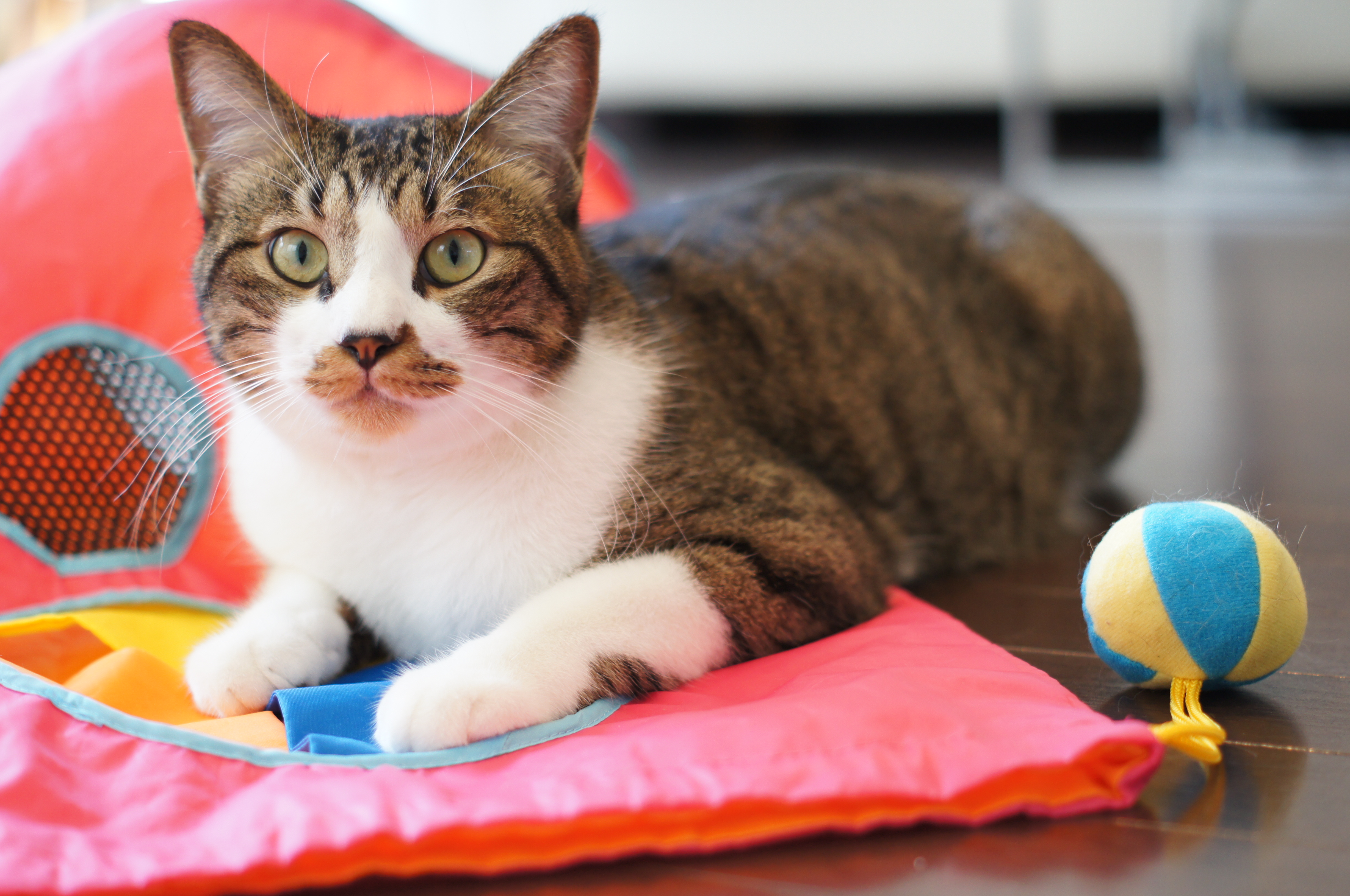 <b>α55 / DT 50mm F1.8 SAM / 4,912×3,264 / 1/80秒 / F2.5 / +0.3EV / ISO400 / 絞り優先AE / WB:オート / 50mm</b>