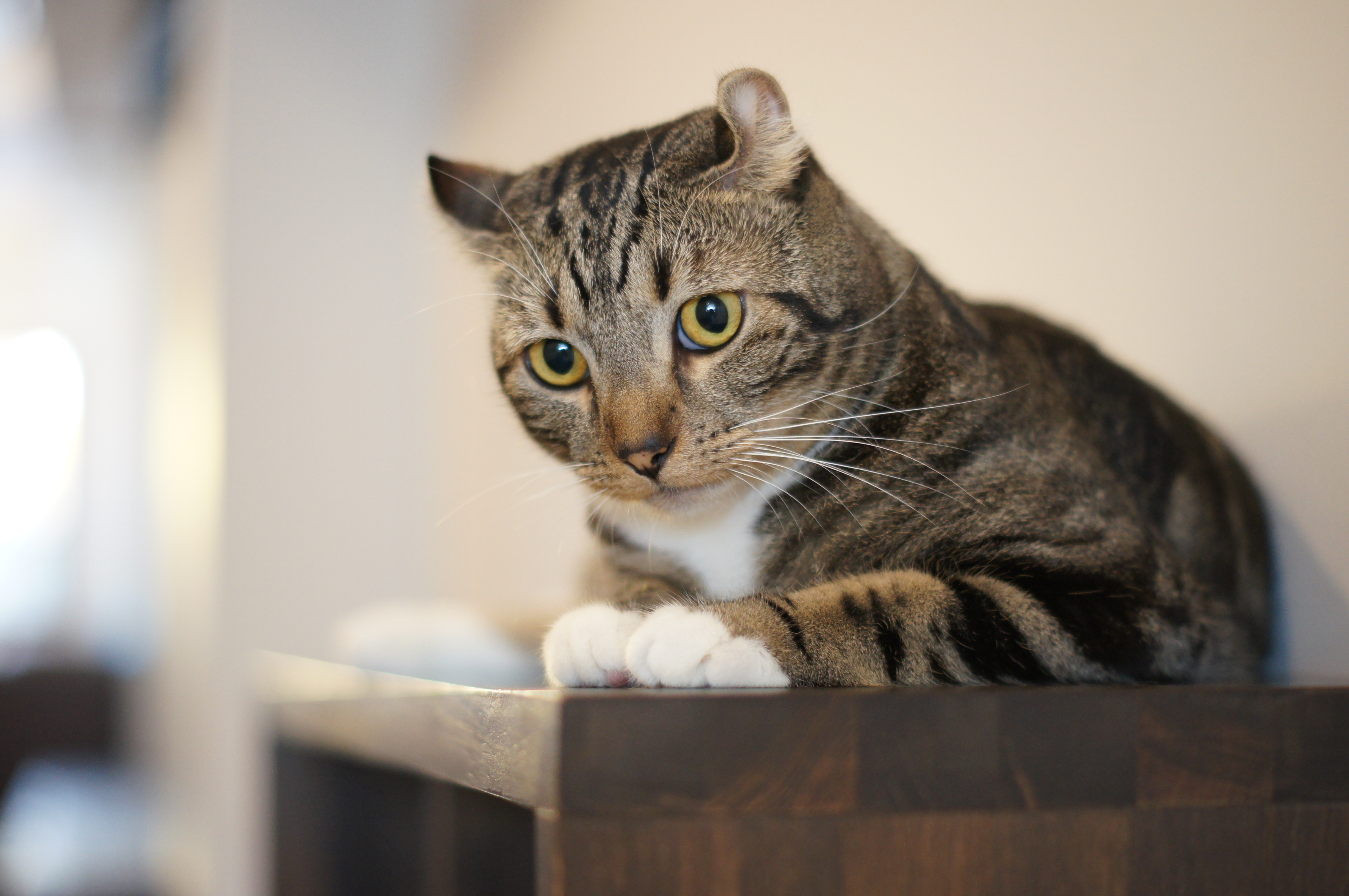 <b>α55 / DT 50mm F1.8 SAM / 4,912×3,264 / 1/80秒 / F2 / +0.7EV / ISO800 / プログラム / WB:オート / 50mm</b>