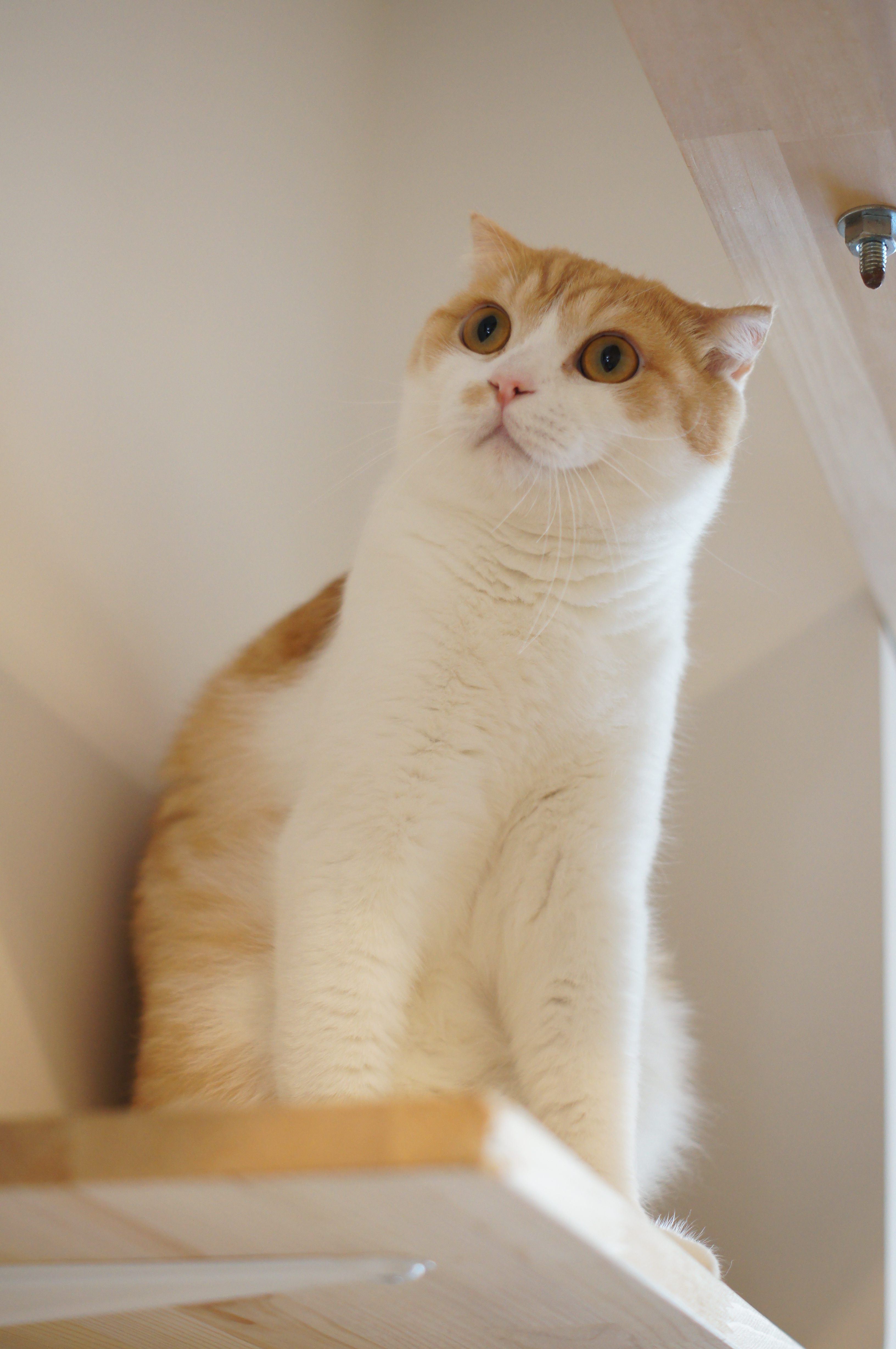 <b>α55 / DT 50mm F1.8 SAM / 3,264×4,912 / 1/80秒 / F2.5 / +0.7EV / ISO800 / 絞り優先AE / WB:オート / 50mm</b>