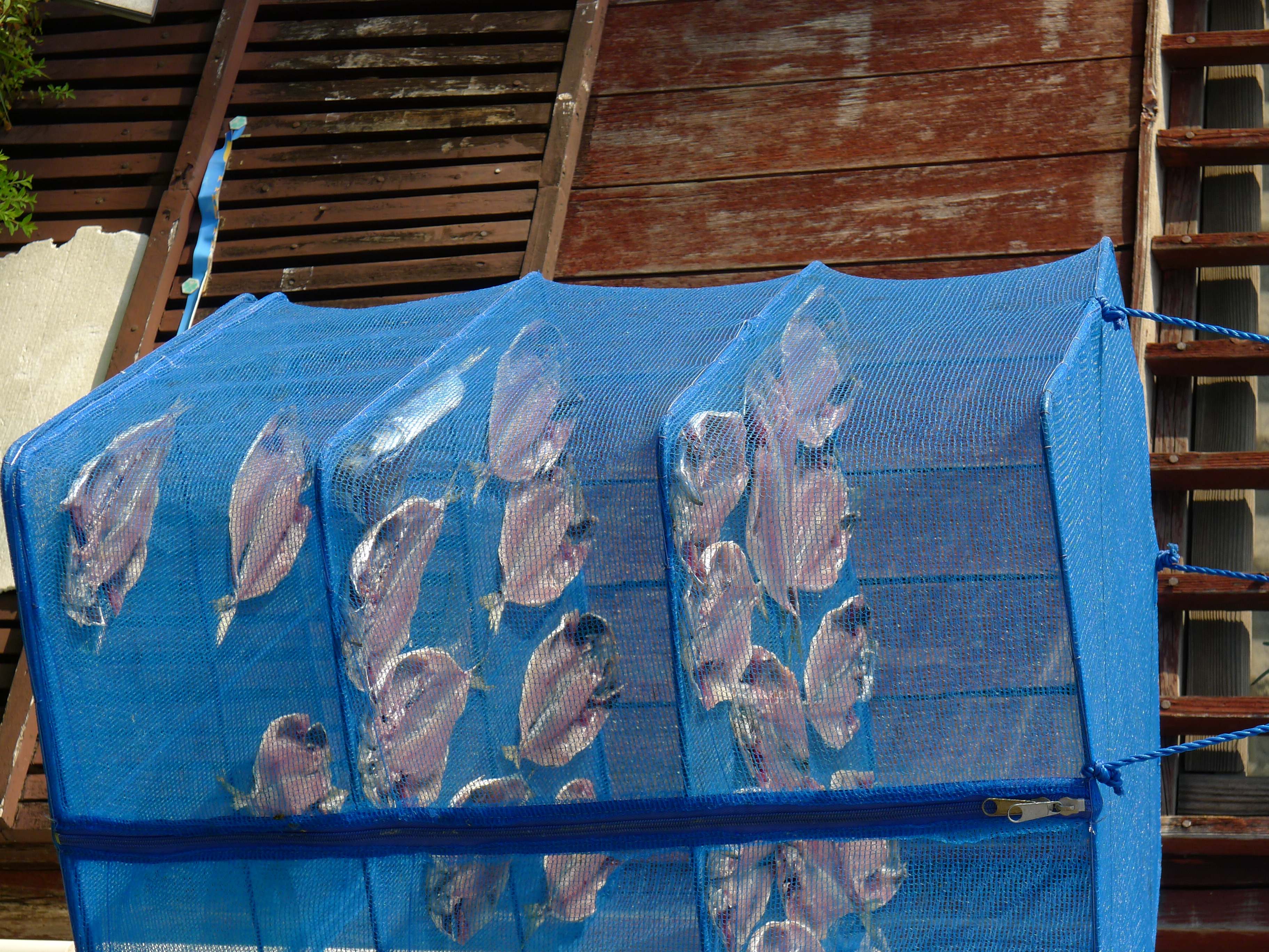 <b>DMC-LX5 / 約3.9MB / 2,736×3,648 / 1/400秒 / F4 / -0.3EV / ISO80 / WB:オート / 19.2mm</b>