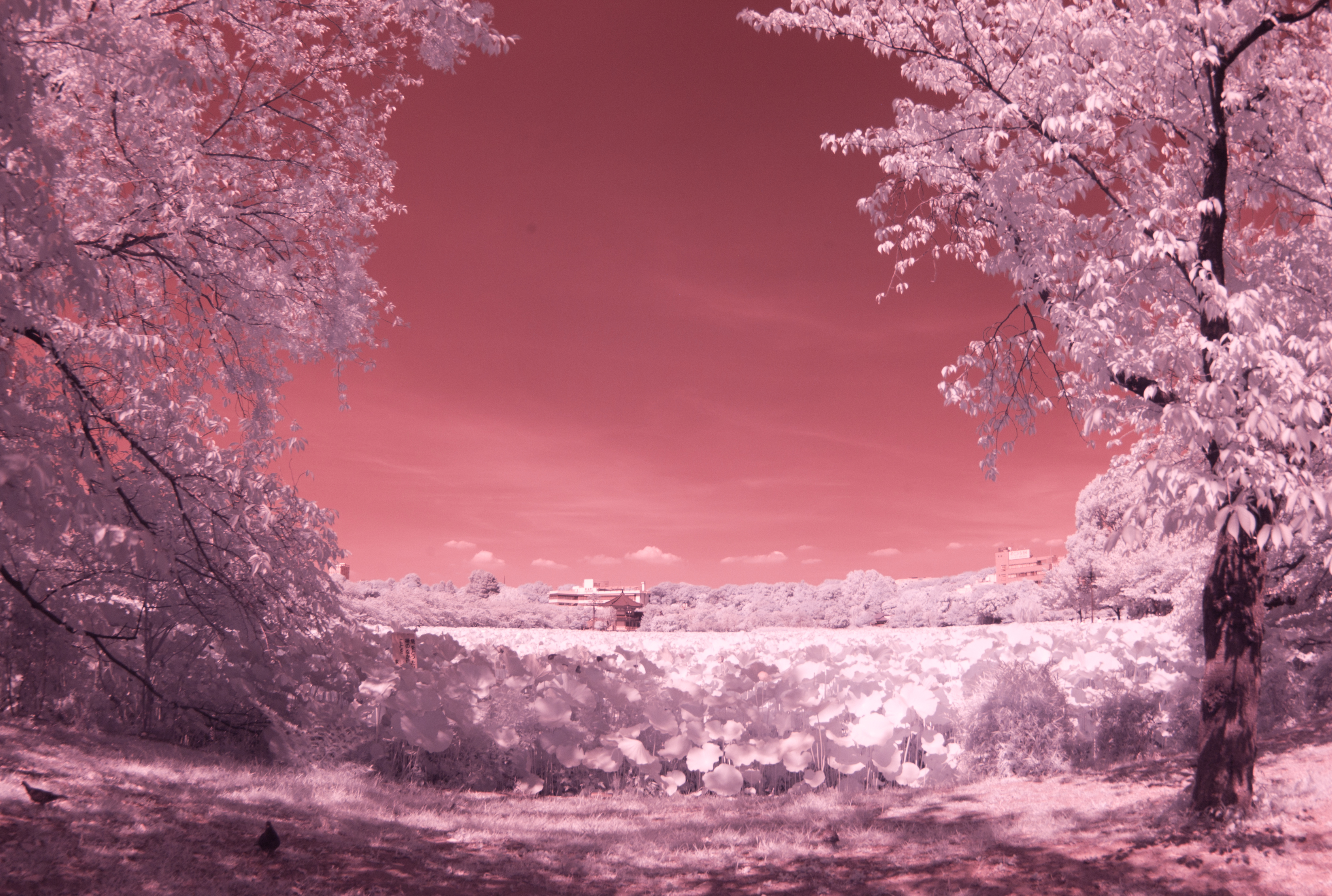 <b>M8 / MCゼニター-M 16mm F2.8 / 3,916×2,634 / 1/11秒 / F4 / 0EV / ISO160 / WB:オート / 16mm</b>