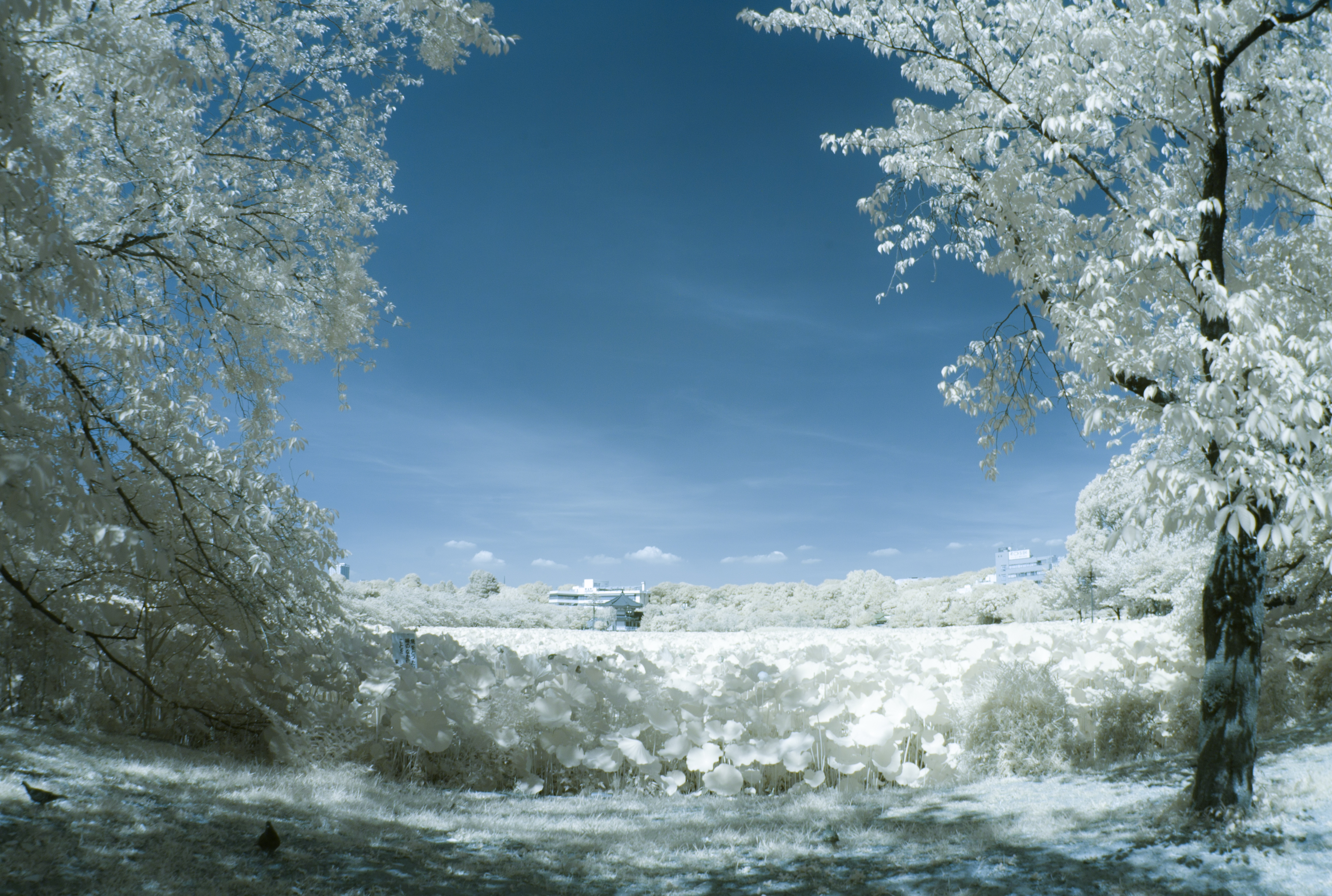 <b>M8 / MCゼニター-M 16mm F2.8 / 3,916×2,634 / 1/11秒 / F4 / 0EV / ISO160 / WB:オート / 16mm</b>