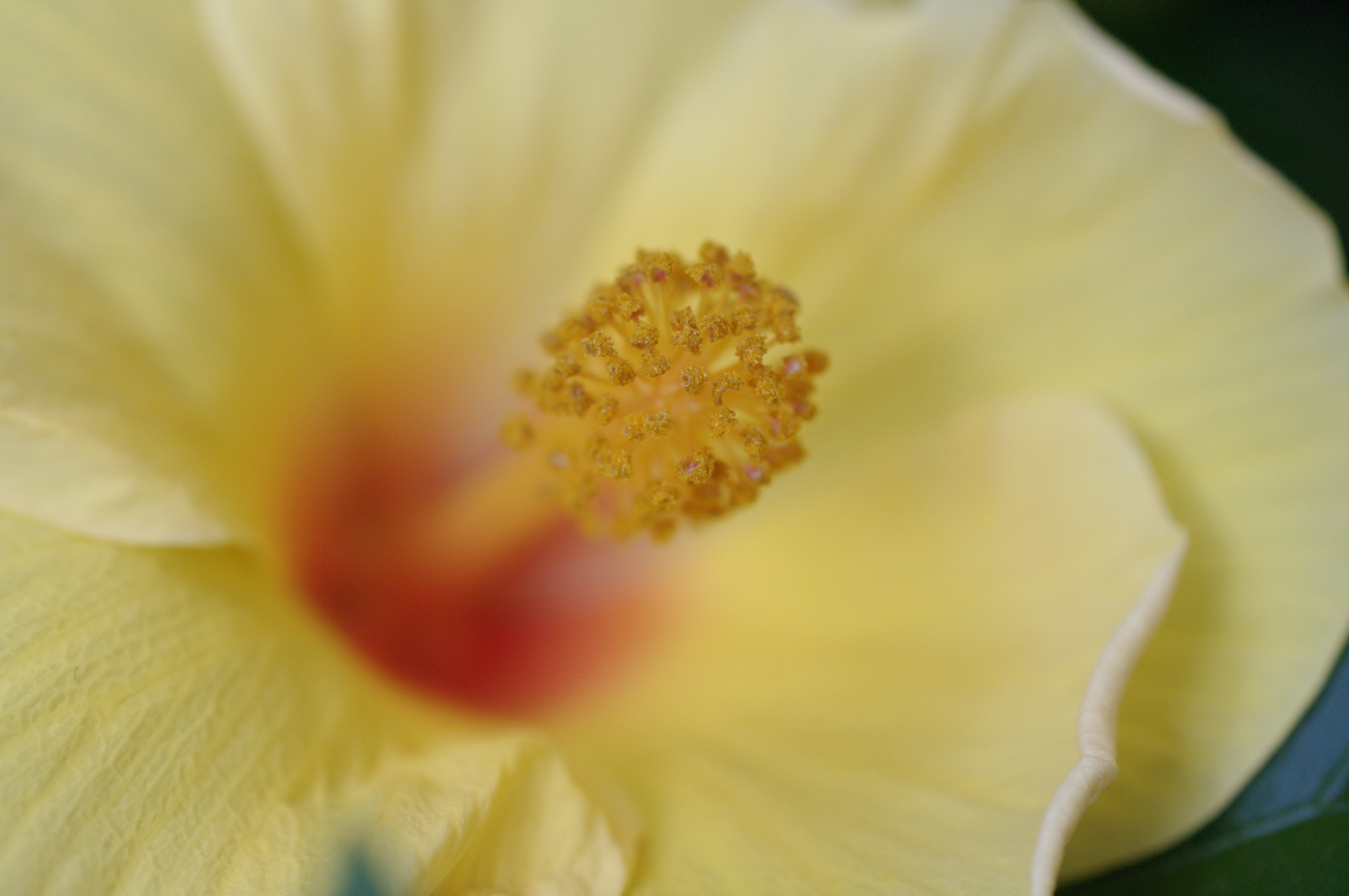 <b>ナチュラル<br>K-7 / A Macro 50mm F2.8 / 約5.7MB / 4,672×3,104 / 1/60秒 / F4 / 0EV / ISO800 / WB:オート / 50mm</b>
