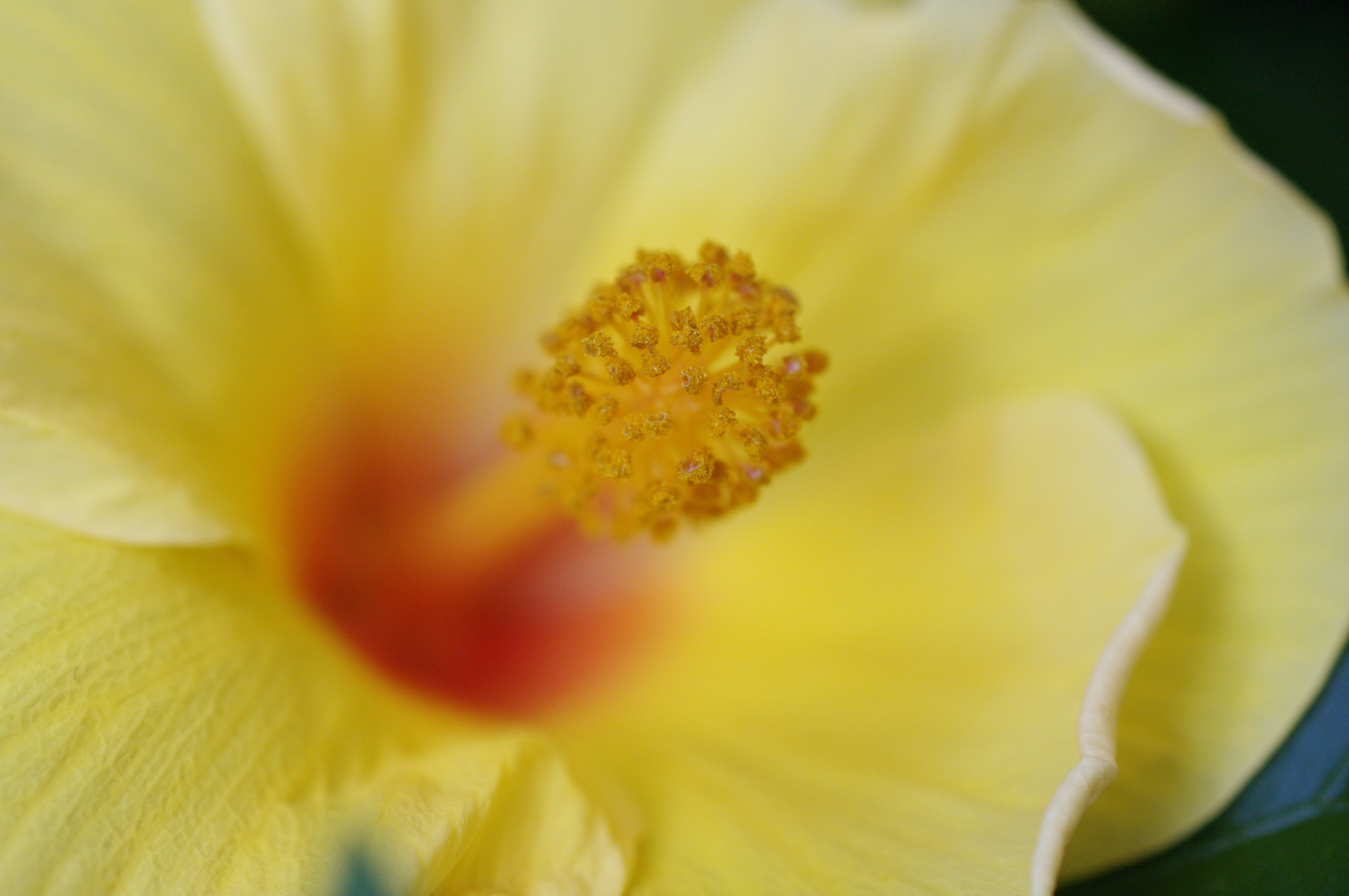 <b>鮮やか<br>K-7 / A Macro 50mm F2.8 / 約6.8MB / 4,672×3,104 / 1/60秒 / F4 / 0EV / ISO800 / WB:オート / 50mm</b>