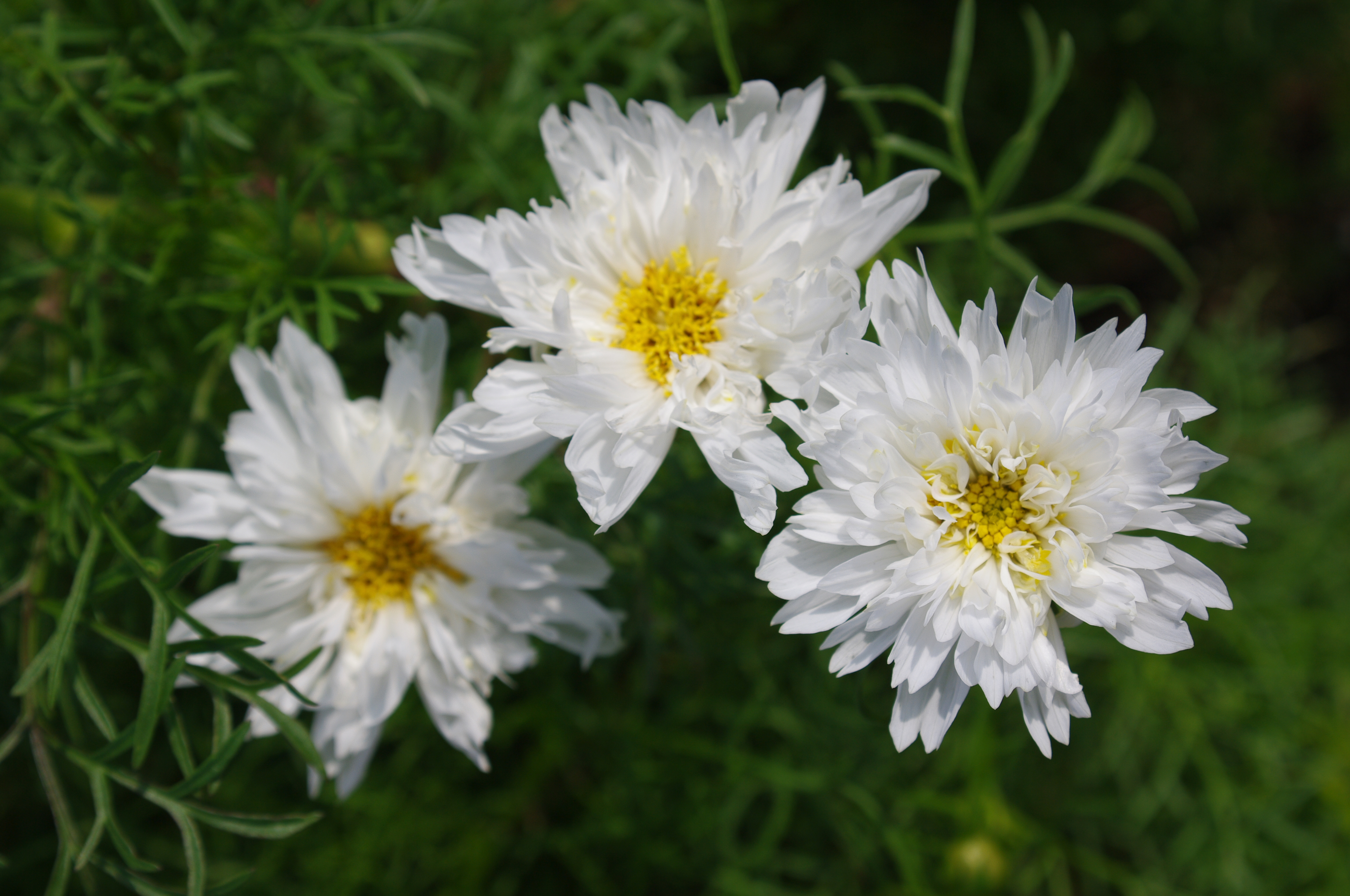 <b>鮮やか<br>K-7 / DA 16-45mm F4 ED AL / 約6.5MB / 4,672×3,104 / 1/500秒 / F7.1 / 0EV / ISO100 / WB:オート / 40mm</b>