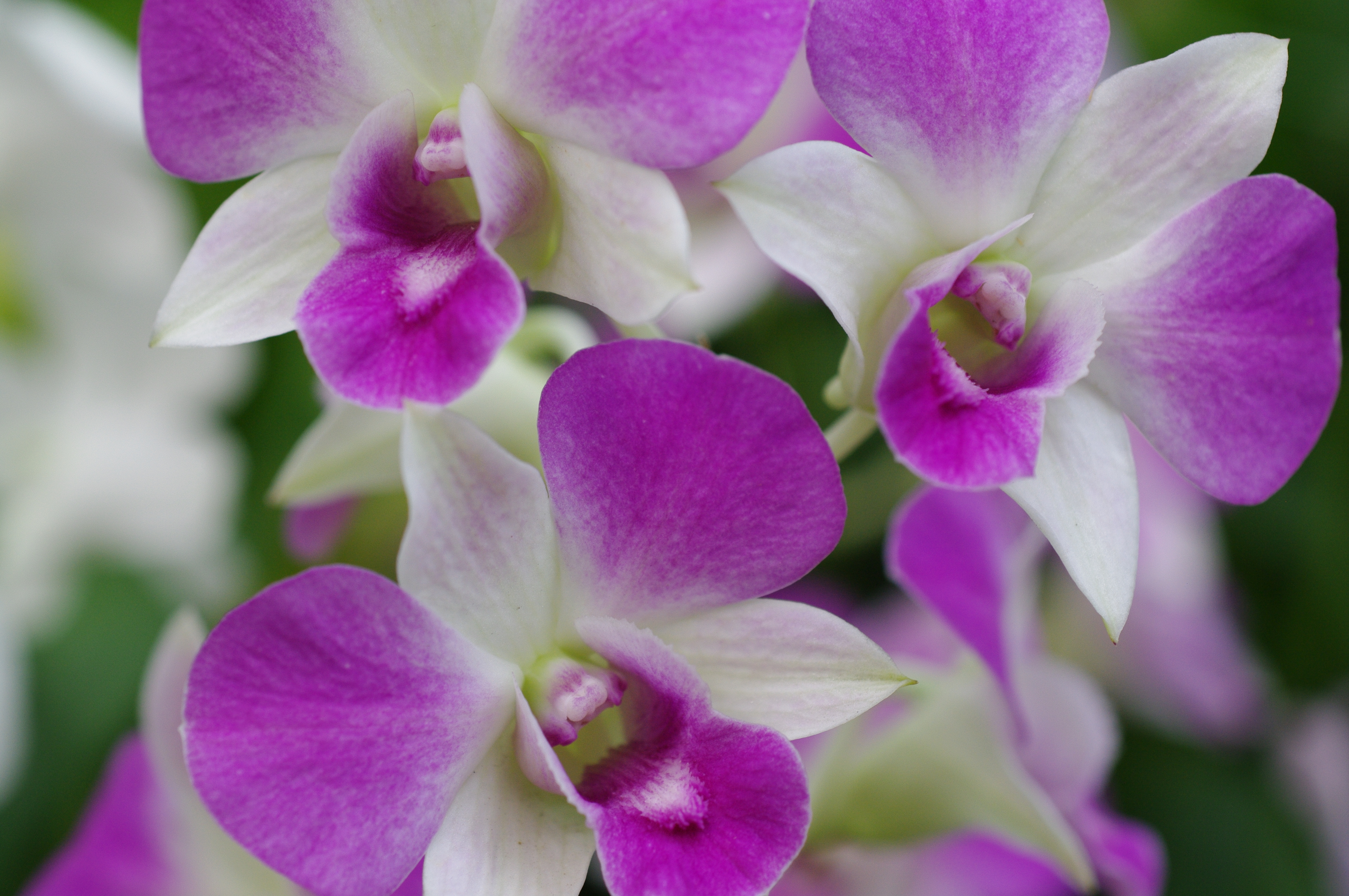 <b>鮮やか<br>K-7 / A Macro 50mm F2.8 / 約5.8MB / 4,672×3,104 / 1/100秒 / F4 / 0EV / ISO400 / WB:オート / 50mm</b>