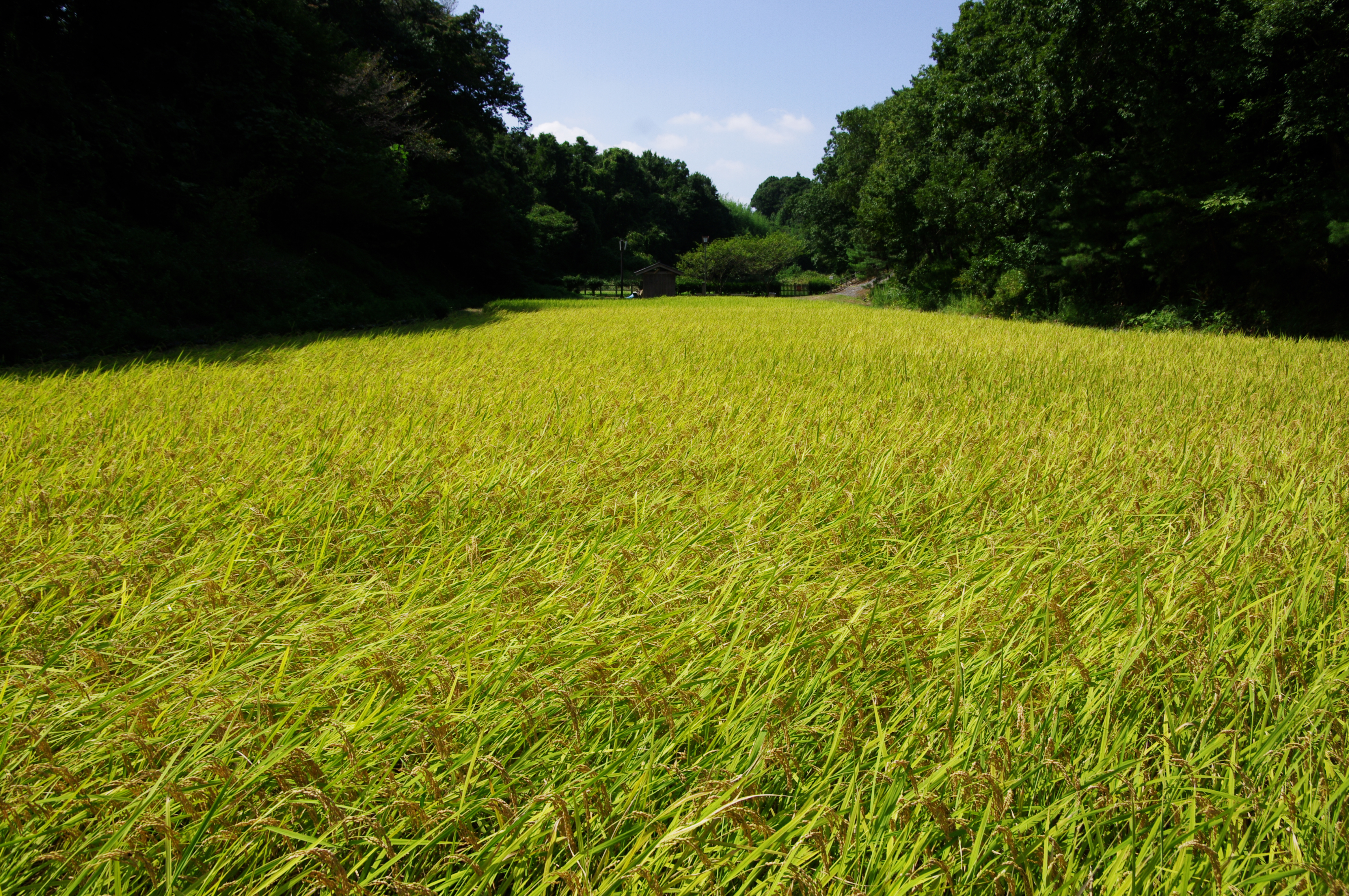 <b>リバーサルフィルム<br>K-7 / DA 16-45mm F4 ED AL / 約10.4MB / 4,672×3,104 / 1/160秒 / F9 / 0EV / ISO100 / WB:オート / 16mm</b>