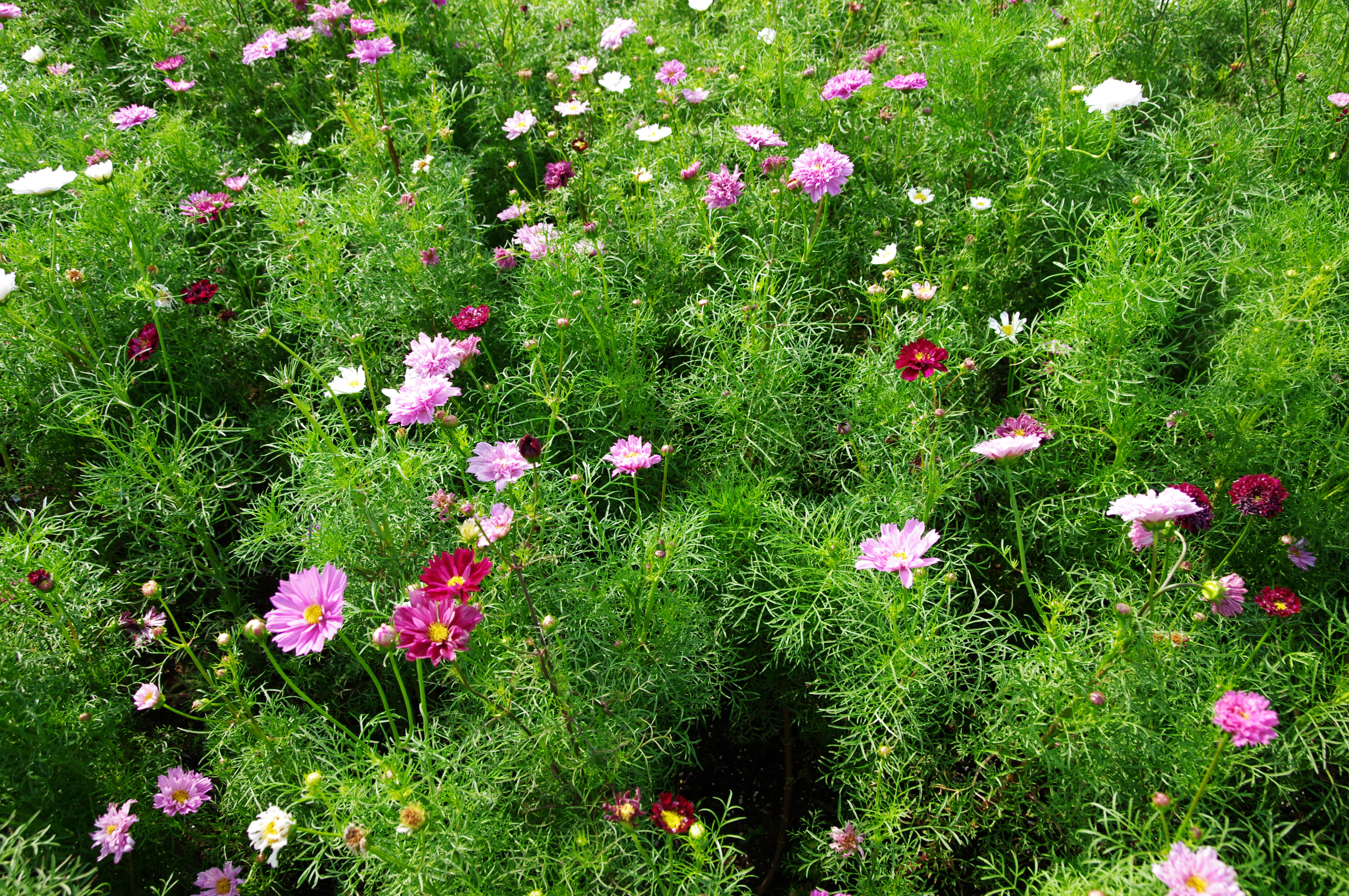 <b>K-7 / DA 16-45mm F4 ED AL / 約10.3MB / 4,672×3,104 / 1/125秒 / F6.3 / 0EV / ISO100 / WB:オート / 18mm</b>