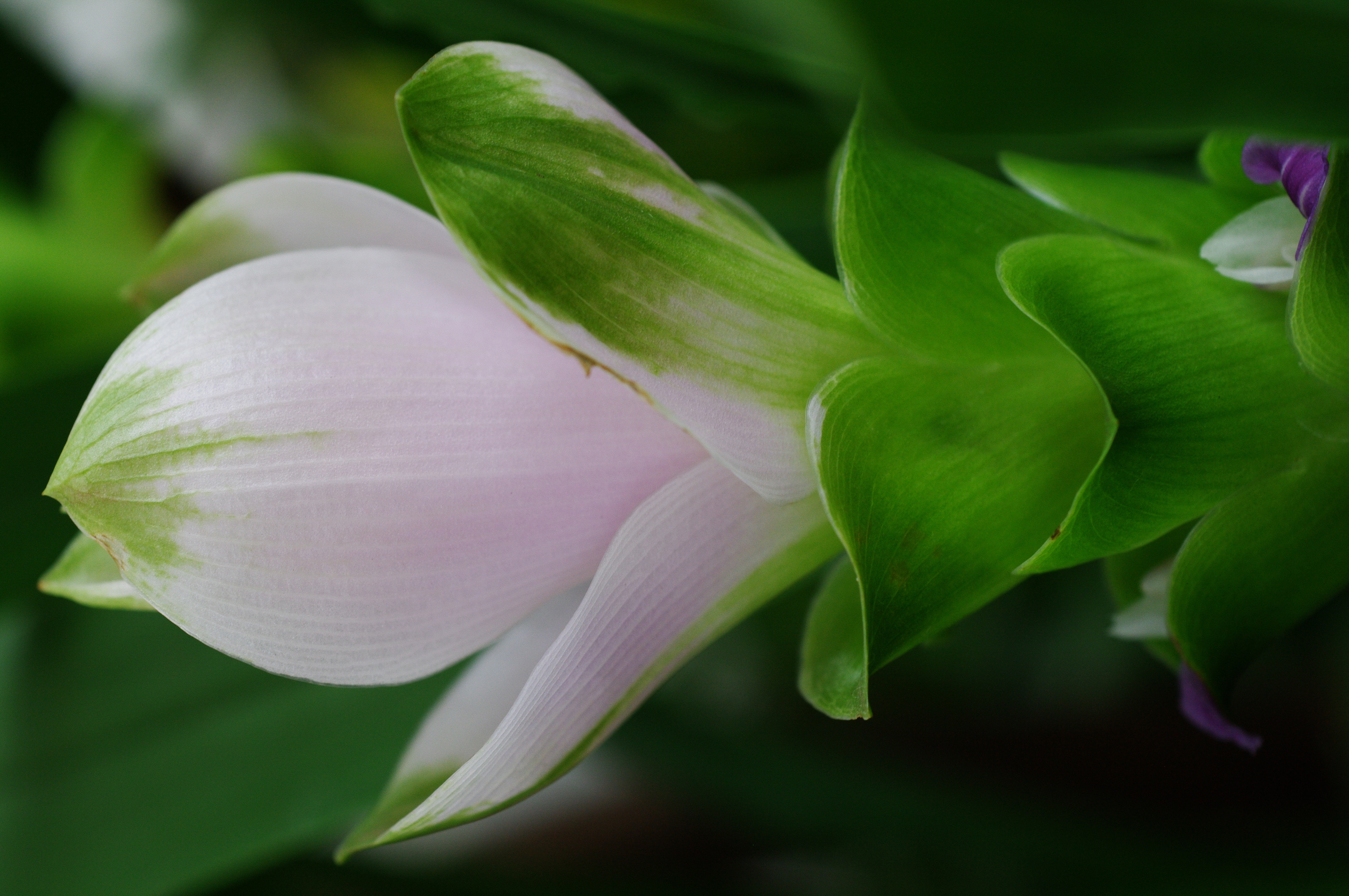 <b>K-7 / A Macro 50mm F2.8 / 約9.9MB / 3,104×4,672 / 1/15秒 / F5 / 0EV / ISO400 / WB:オート / 50mm</b>