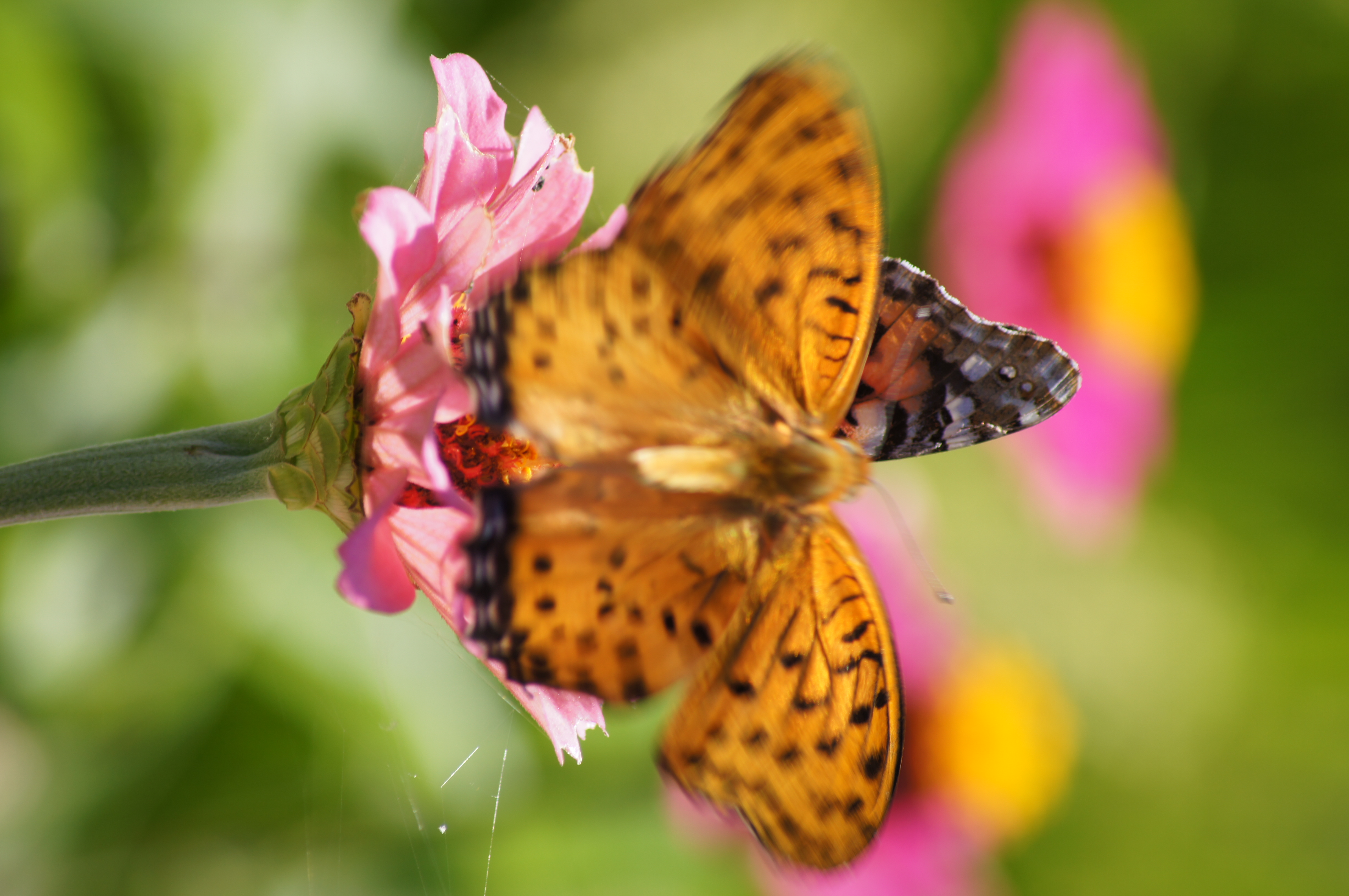 <b>α55 / DT 55-200mm F4-5.6 SAM / 約3.2MB / 3,264×4,912 / 1/250秒 / F8 / 0EV / ISO100 / WB:オート / 200mm</b>