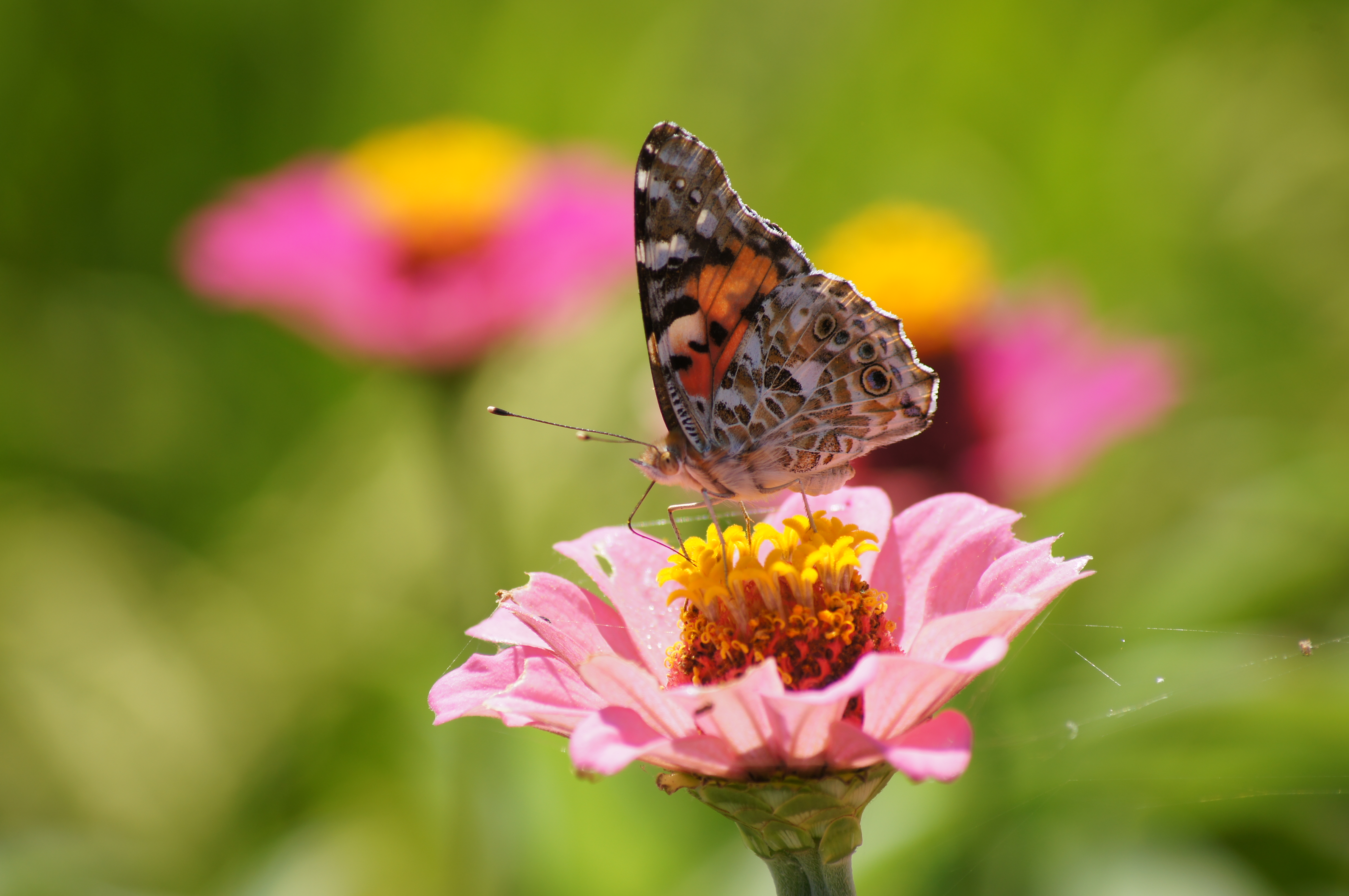 <b>α55 / DT 55-200mm F4-5.6 SAM / 約3.2MB / 4,912×3,264 / 1/250秒 / F8 / -0.3EV / ISO100 / WB:オート / 200mm</b>