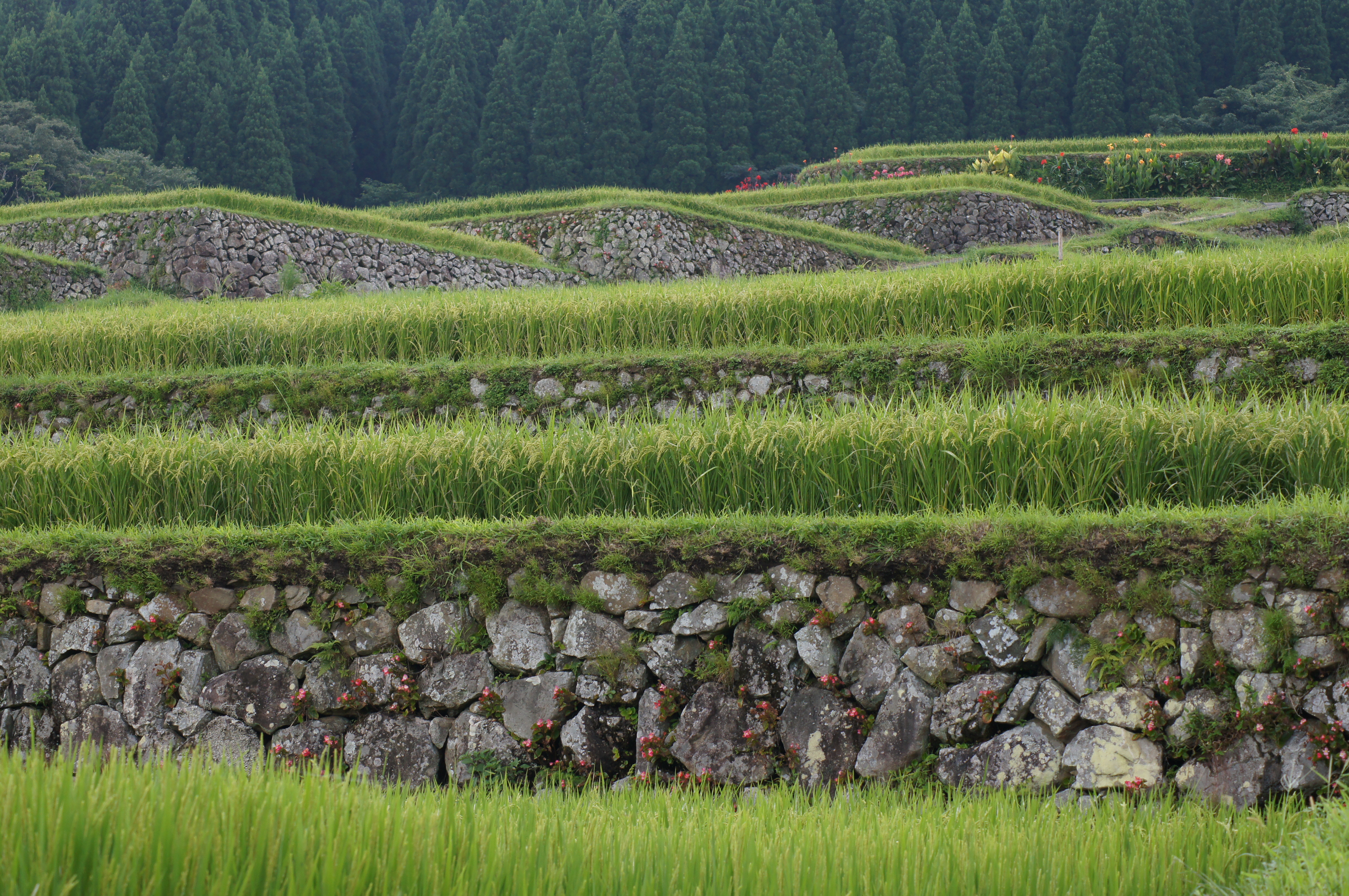 <b>α55 / DT 55-200mm F4-5.6 SAM / 約8.9MB / 4,912×3,264 / 1/160秒 / F9 / -0.7EV / ISO400 / WB:オート / 70mm</b>