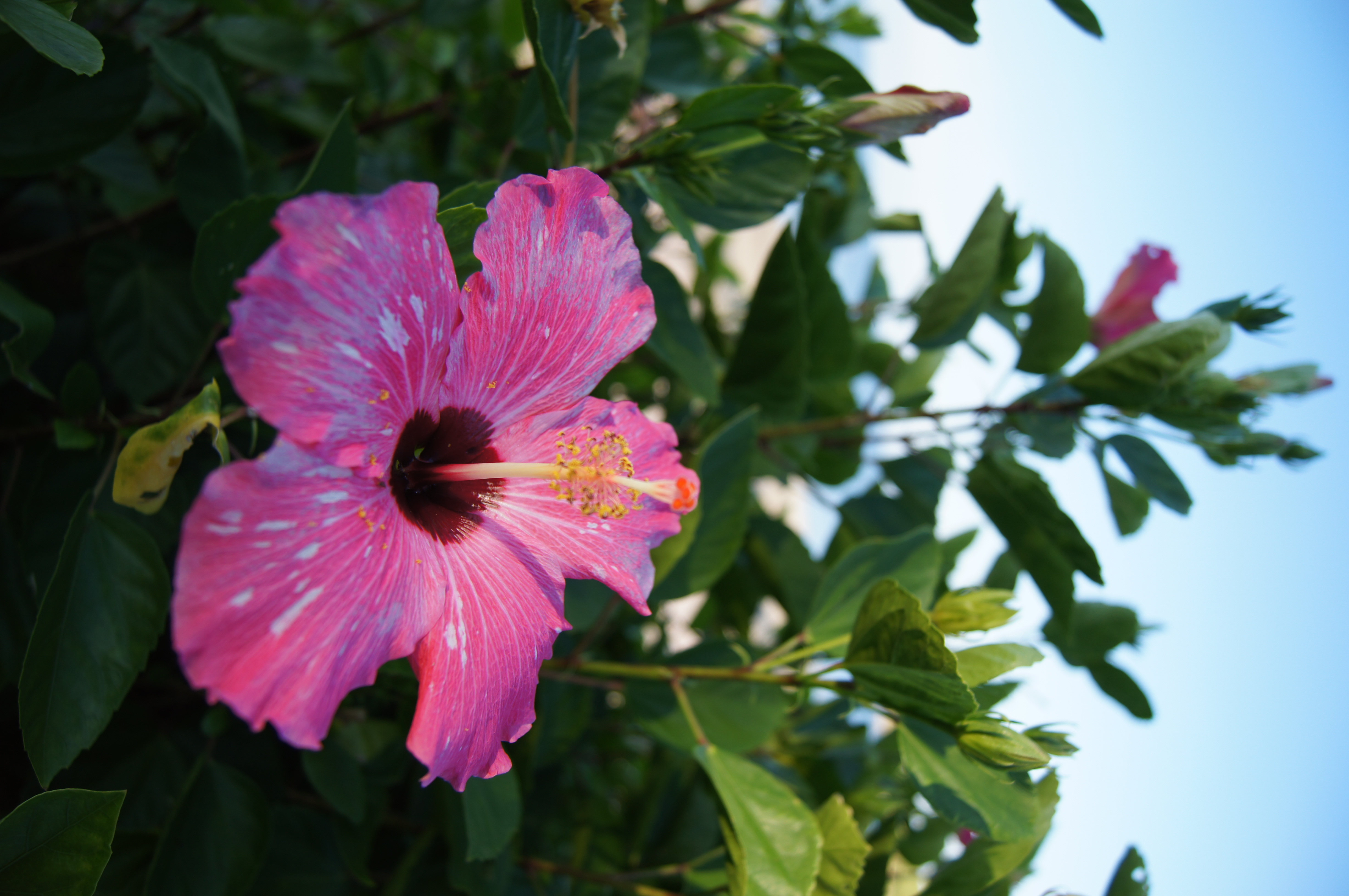 <b>α55 / DT 18-55mm F3.5-5.6 SAM / 約3.5MB / 3,264×4,912 / 1/320秒 / F3.5 / -0.3EV / ISO100 / WB:オート / 18mm</b>