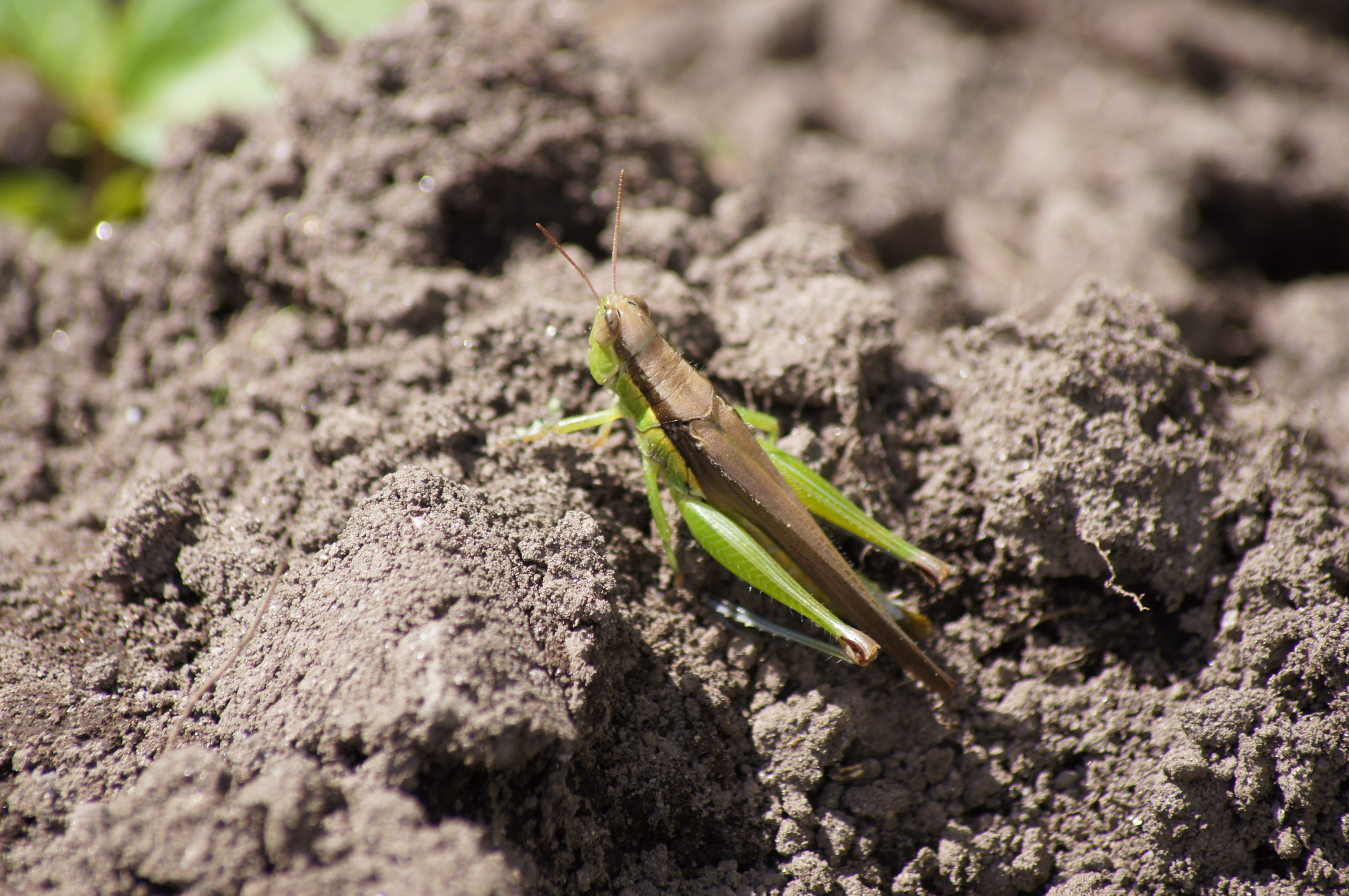 <b>α55 / DT 55-200mm F4-5.6 SAM / 約5.1MB / 4,912×3,264 / 1/160秒 / F9 / -0.3EV / ISO100 / WB:太陽光 / 200mm</b>