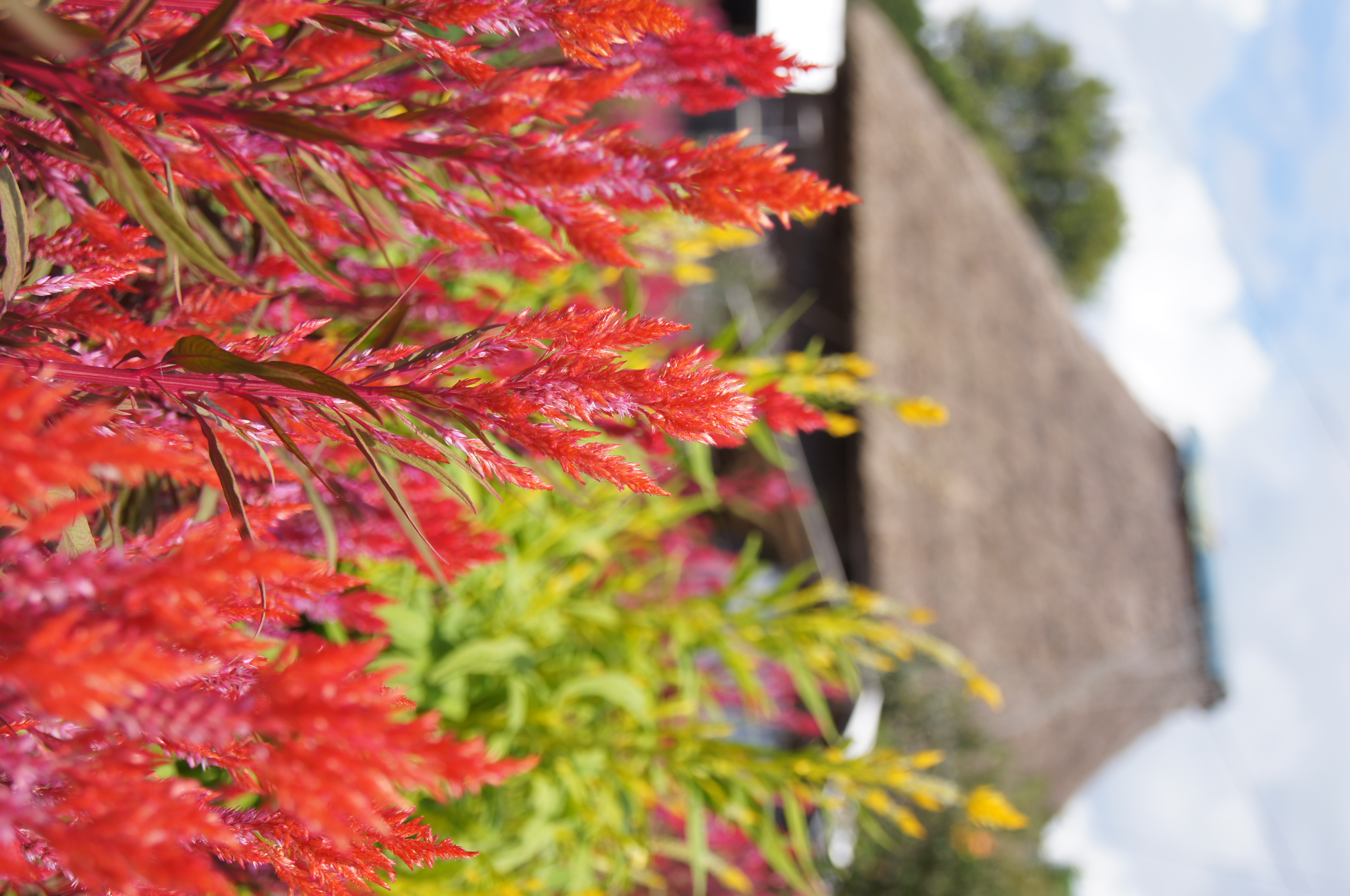 <b>α55 / DT 18-55mm F3.5-5.6 SAM / 約4.2MB / 3,264×4,912 / 1/500秒 / F5.6 / 0EV / ISO100 / WB:太陽光 / 50mm</b>