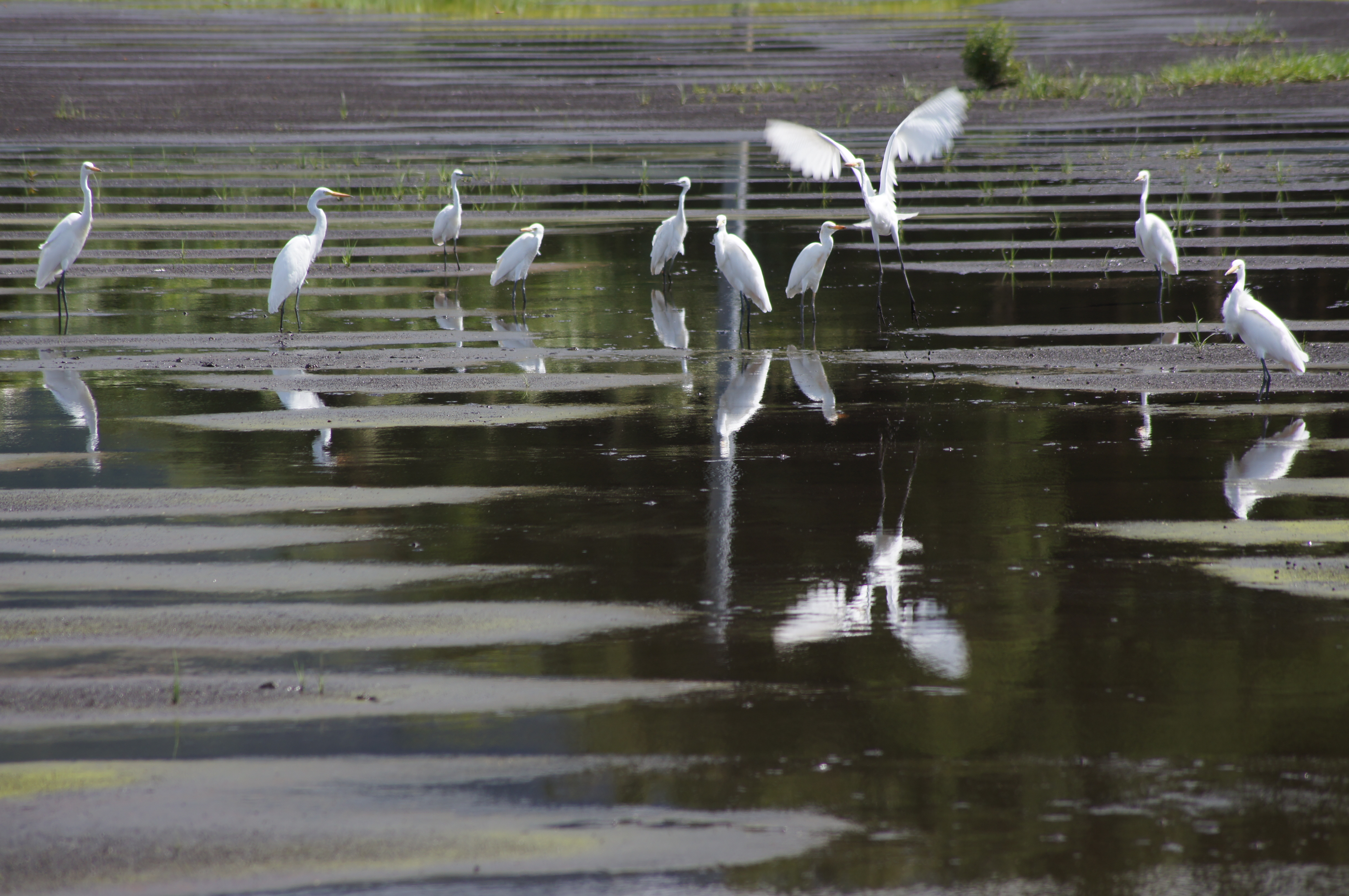 <b>α55 / DT 55-200mm F4-5.6 SAM / 約4.4MB / 4,912×3,264 / 1/320秒 / F8 / -1EV / ISO100 / WB:太陽光 / 200mm</b>