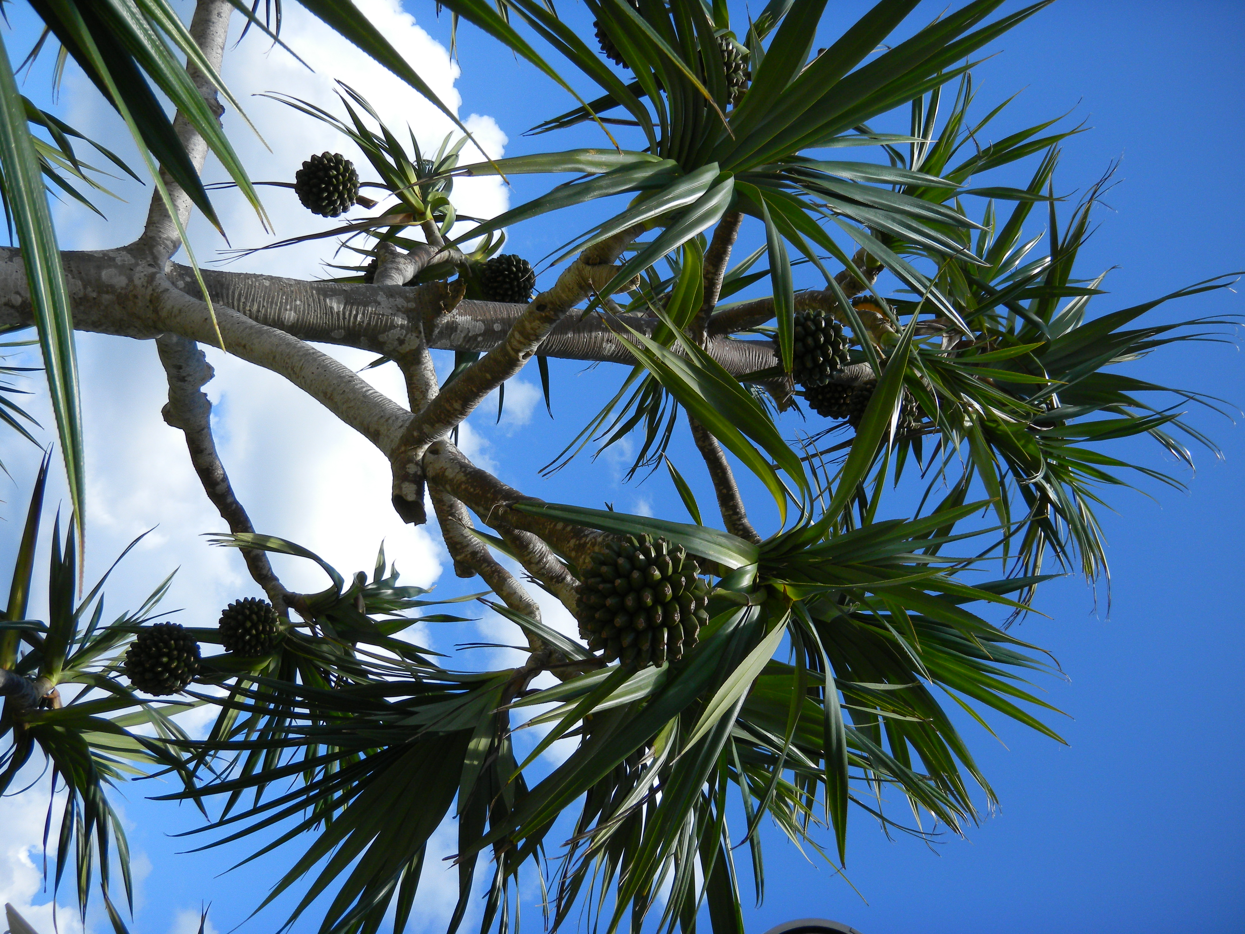 <b>らくらくオート撮影<br>COOLPIX S1100pj / 約3.0MB / 3,240×4,320 / 1/598秒 / F3.9 / 0EV / ISO80 / WB:オート / 6mm</b>