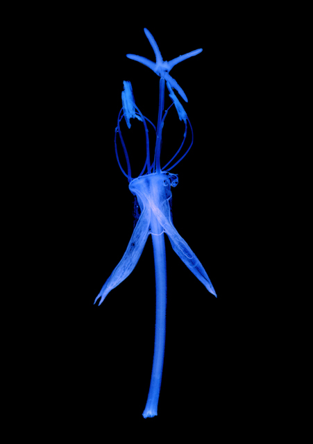 <b>(c)西村陽一郎</b>