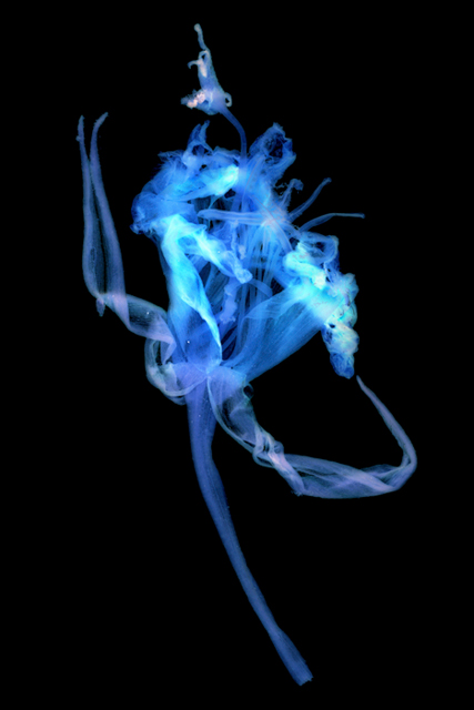 <b>(c)西村陽一郎</b>